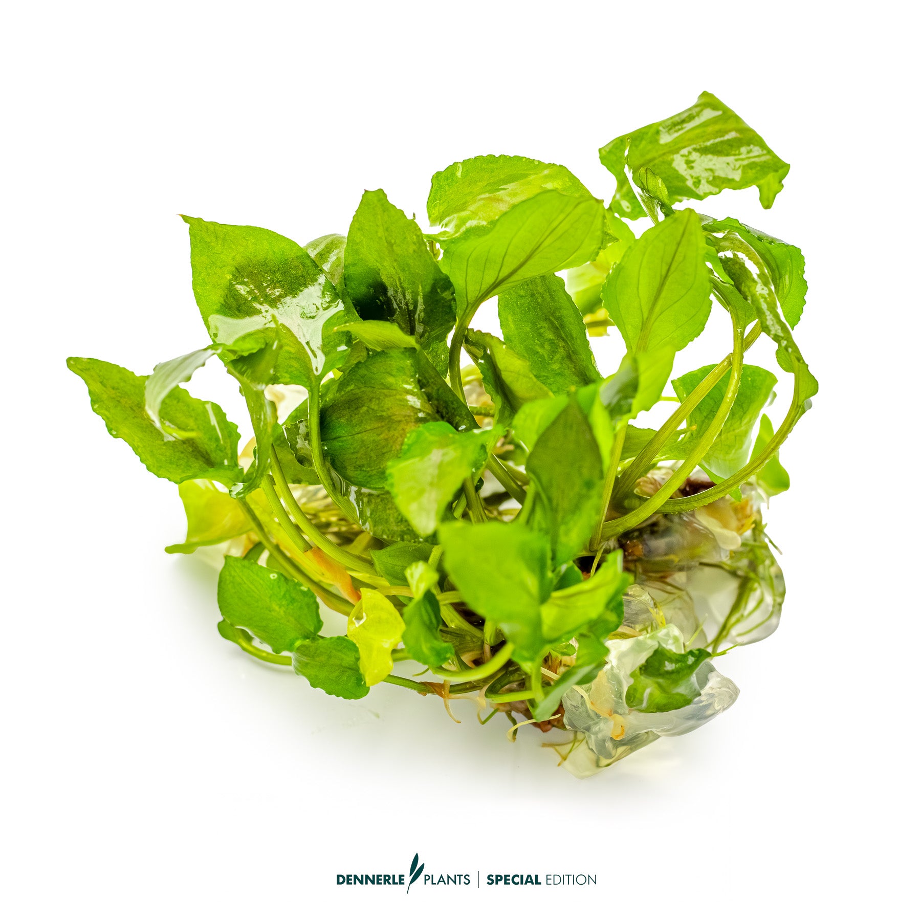 Lagenandra keralensis with broad wavy green leaves used as midground plant in aquascape