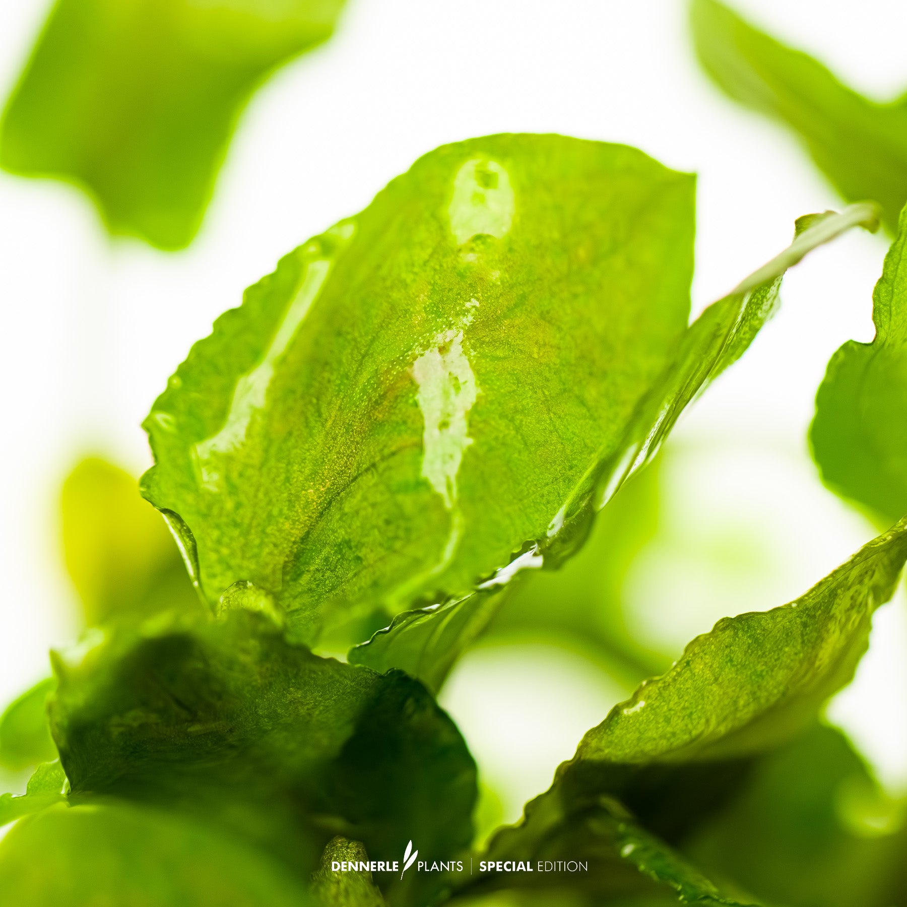 Lagenandra keralensis with broad wavy green leaves used as midground plant in aquascape