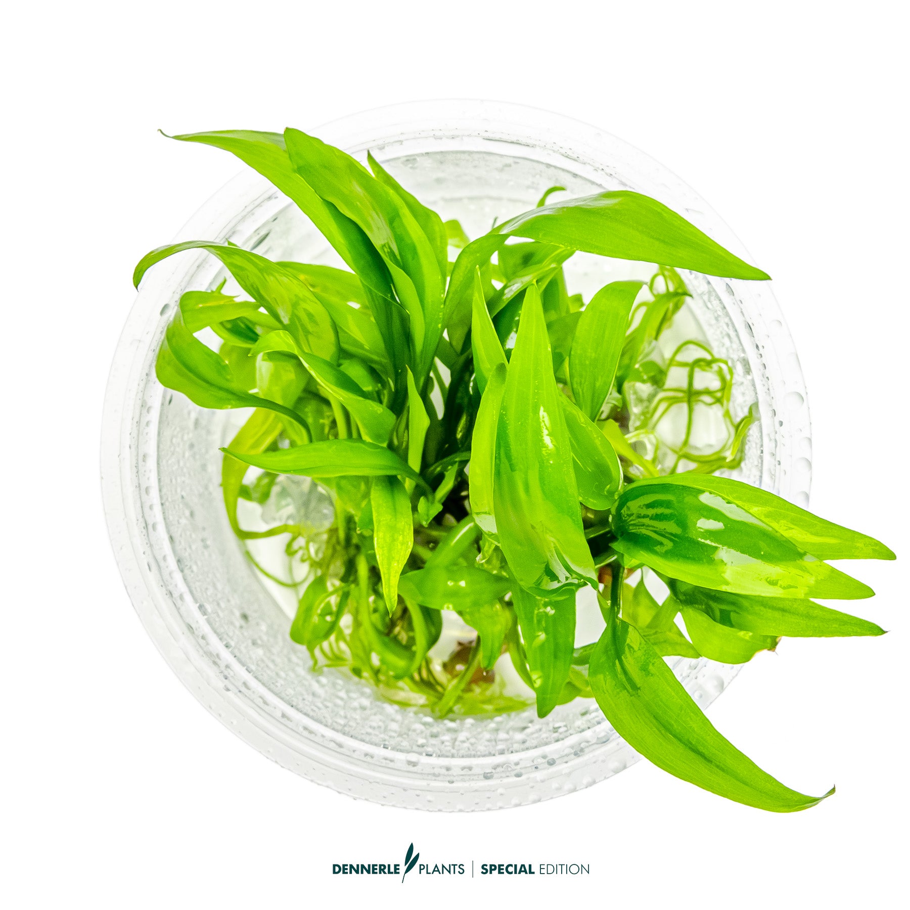 Lagenandra thwaitesii  Rare Broad-Leaf Midground Aquarium Plant UK