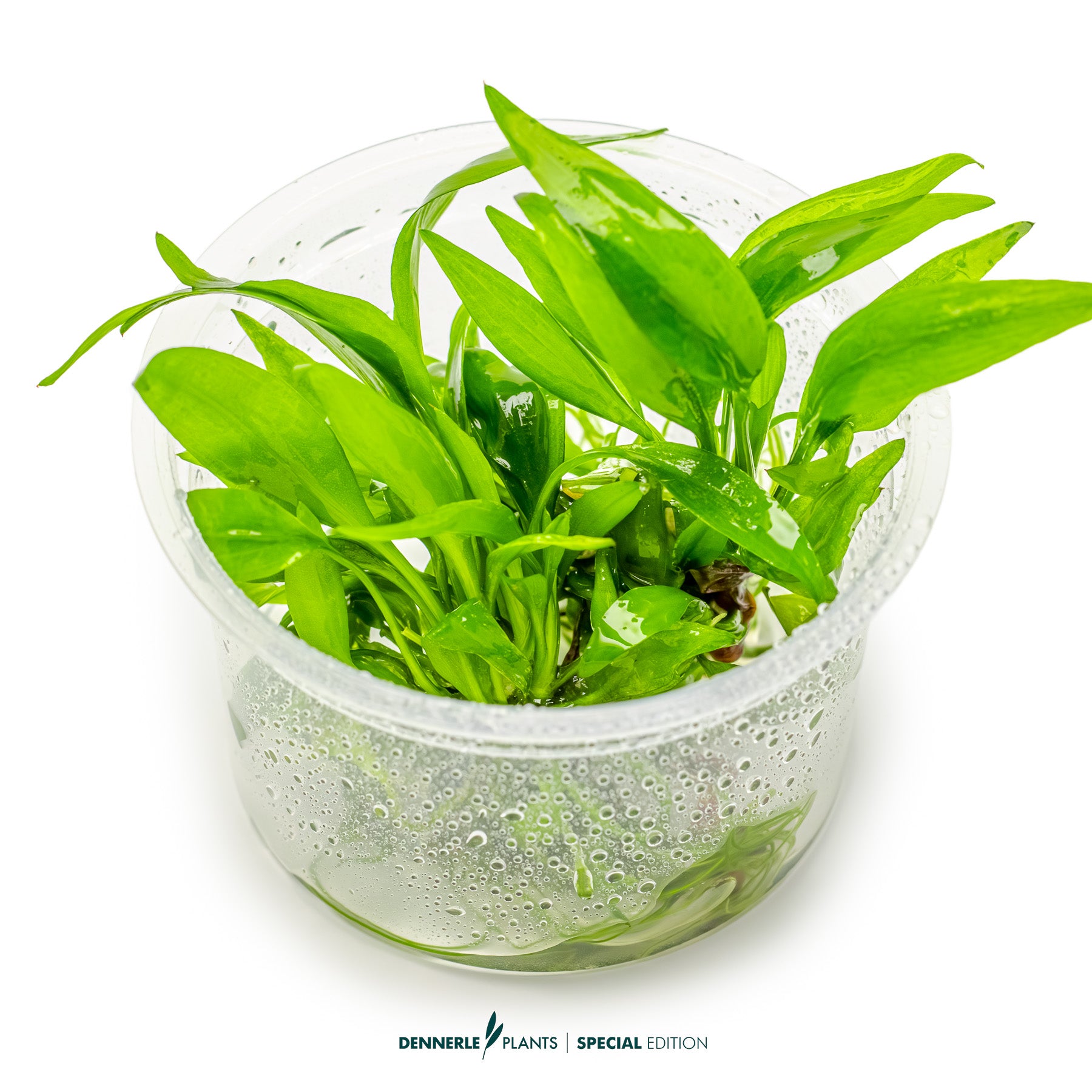 Lagenandra thwaitesii  Rare Broad-Leaf Midground Aquarium Plant UK