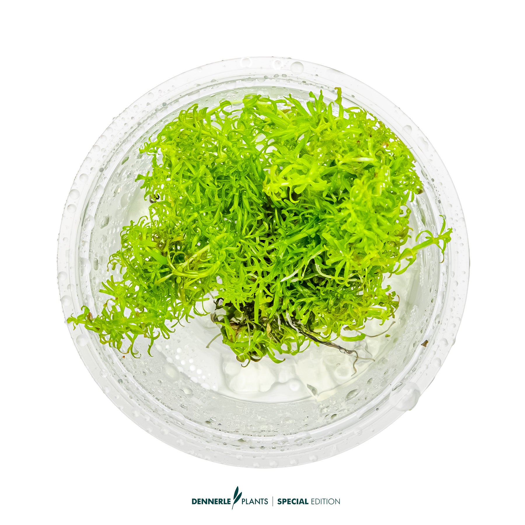Rare Ludwigia Pantanal aquarium plant with intense red colour for CO₂ aquascape