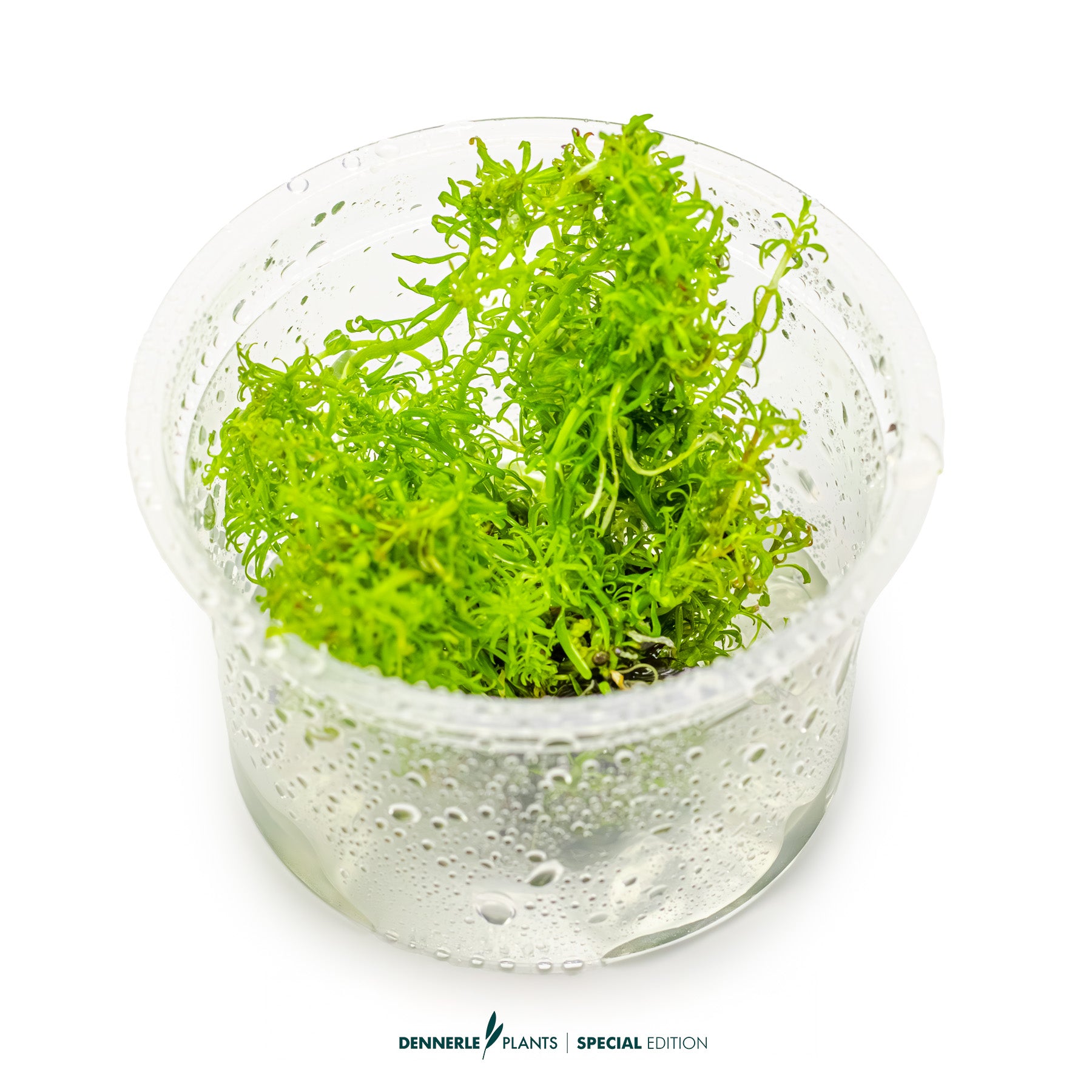 Rare Ludwigia Pantanal aquarium plant with intense red colour for CO₂ aquascape