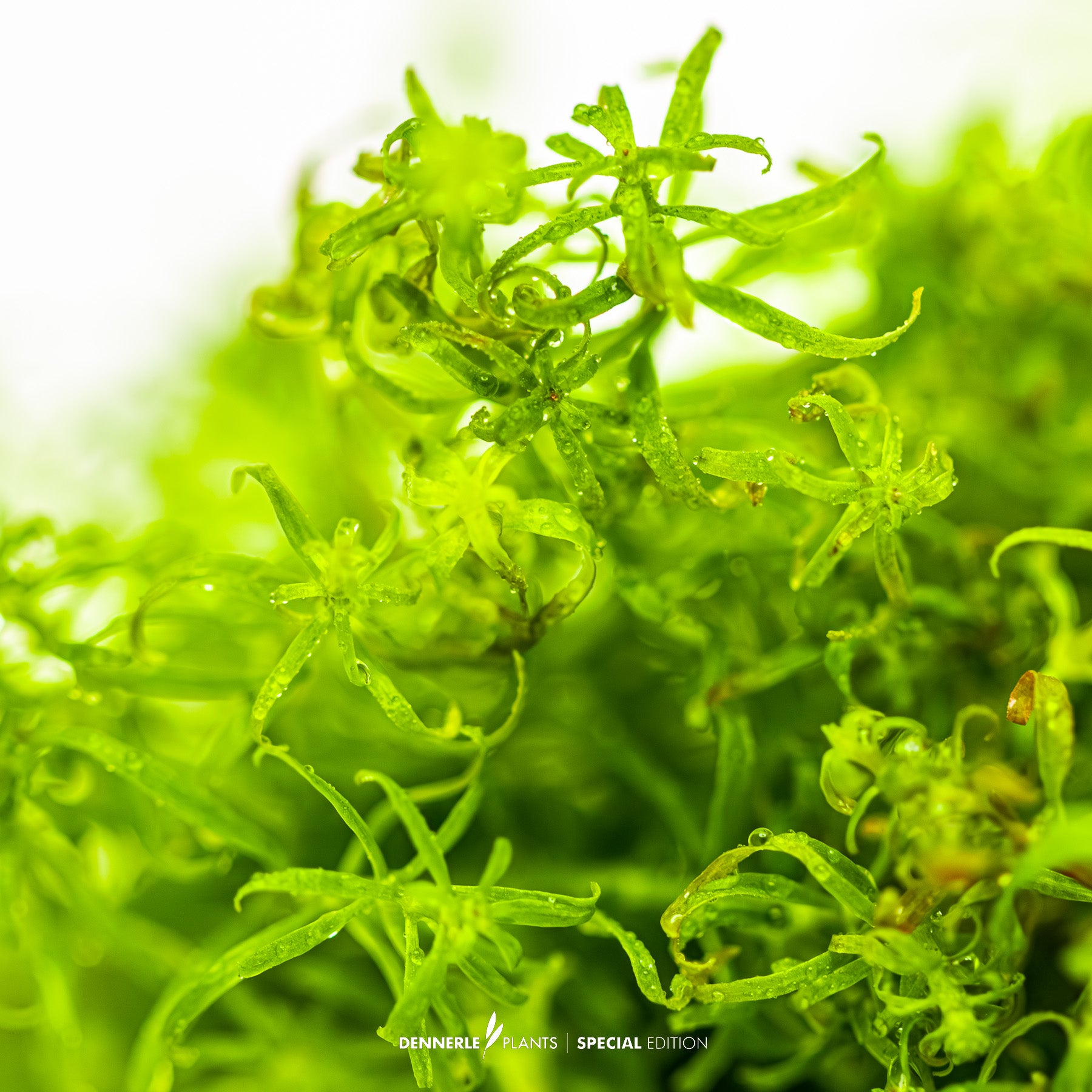 Rare Ludwigia Pantanal aquarium plant with intense red colour for CO₂ aquascape