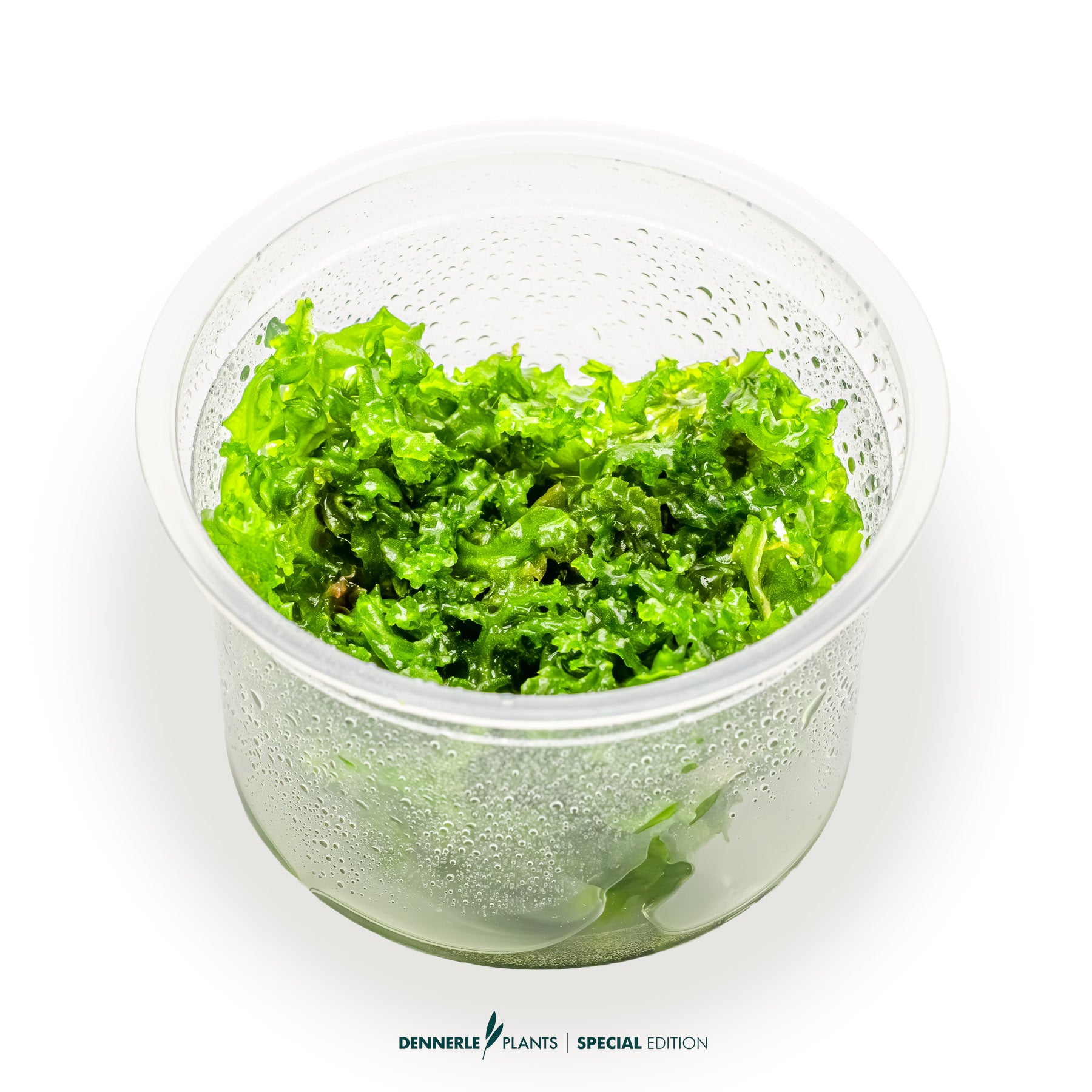 Monosolenium tenerum