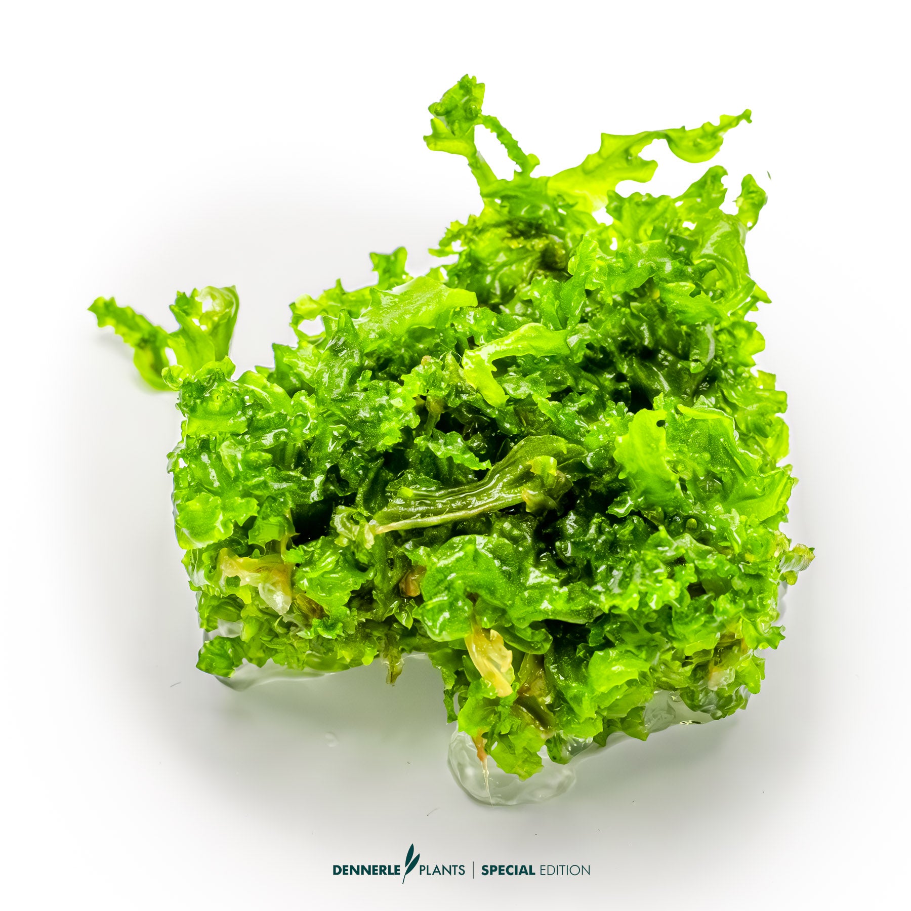 Monosolenium tenerum