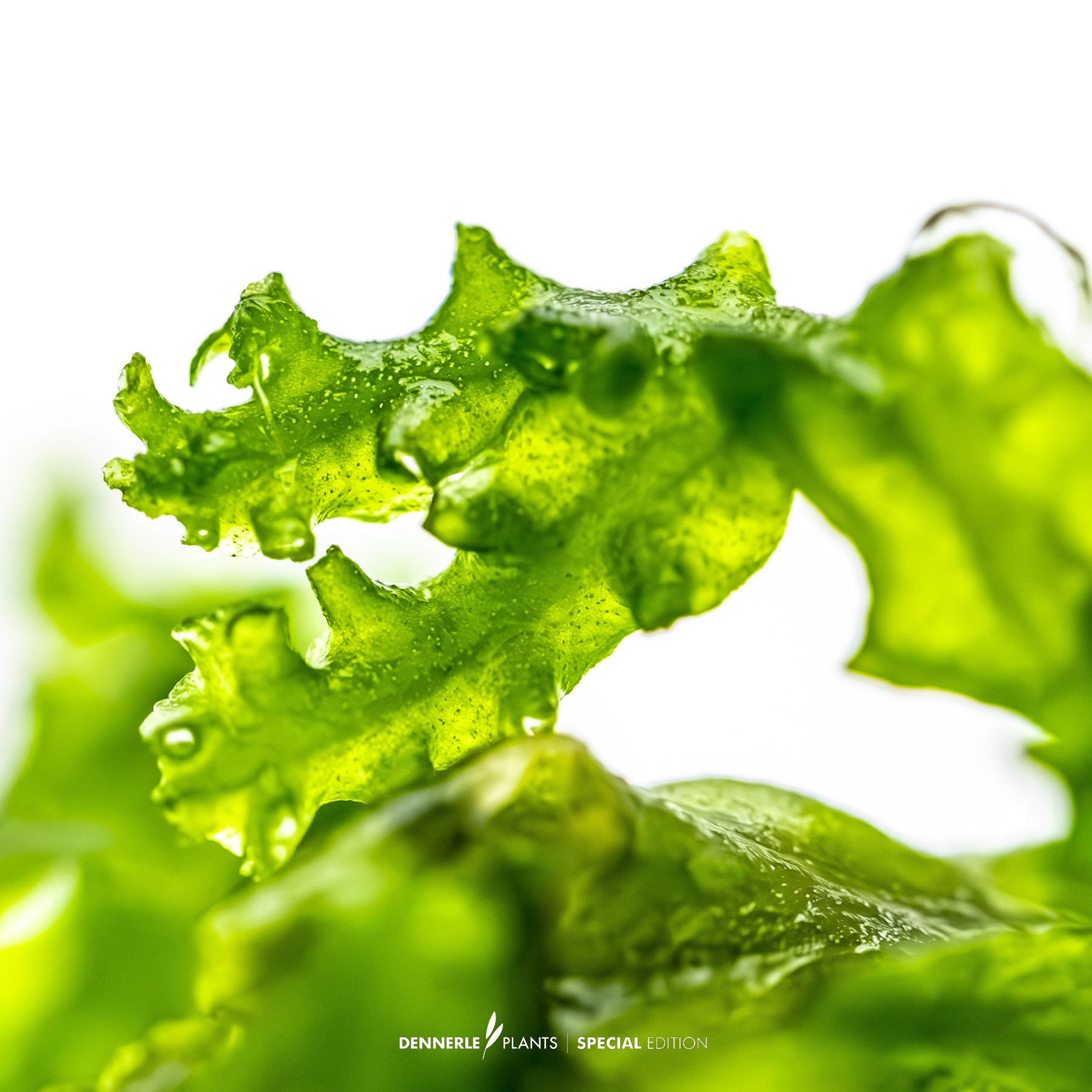 Monosolenium tenerum