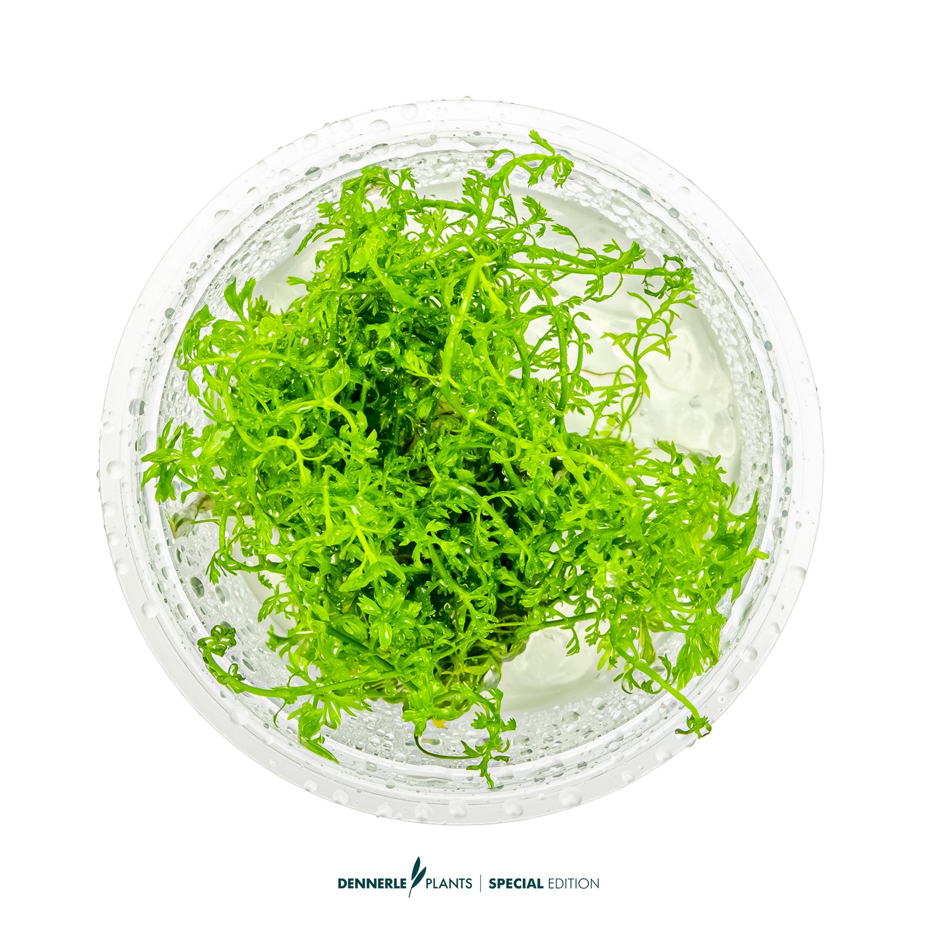 Myriophyllum mattogrossense with fine bright green feather-like leaves as background aquarium plant
