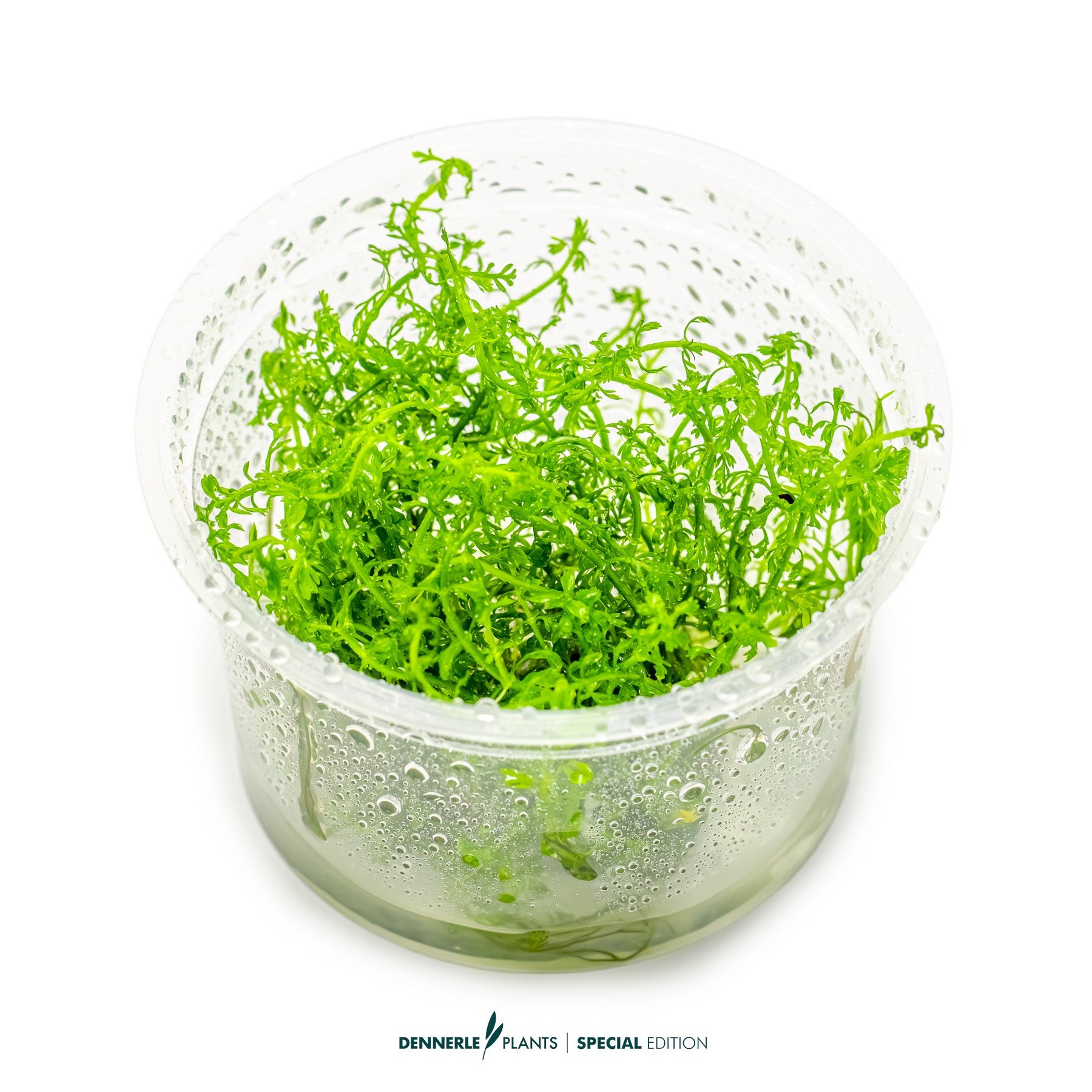 Myriophyllum mattogrossense with fine bright green feather-like leaves as background aquarium plant