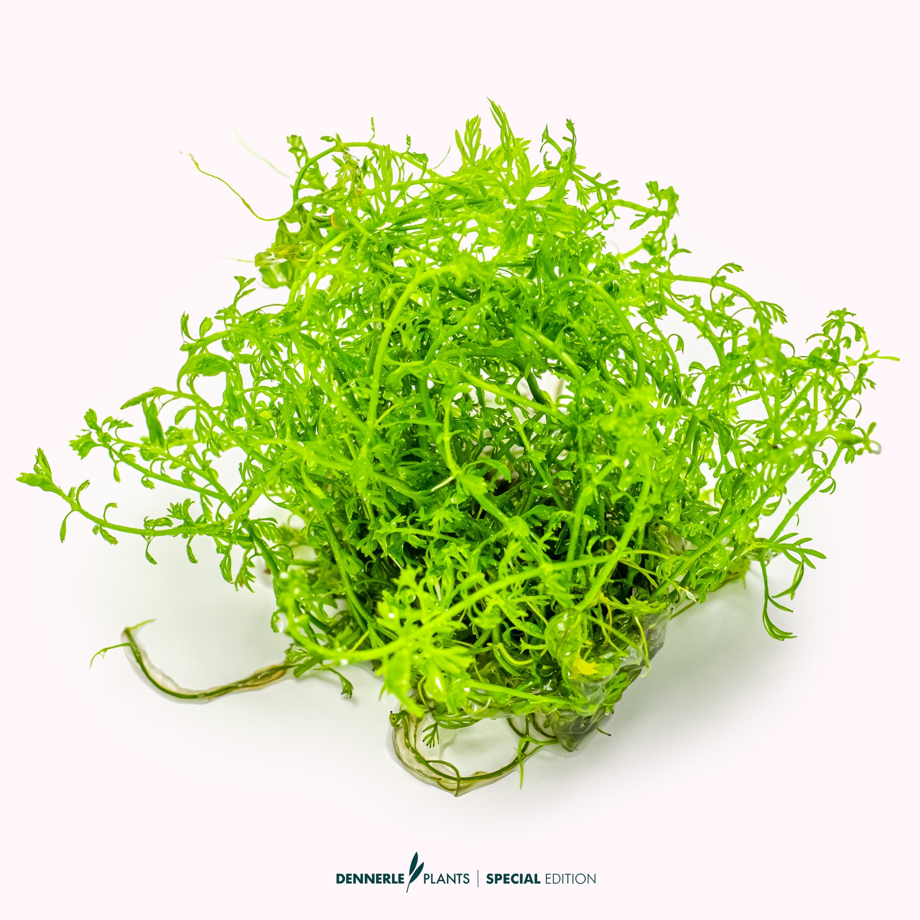 Myriophyllum mattogrossense with fine bright green feather-like leaves as background aquarium plant