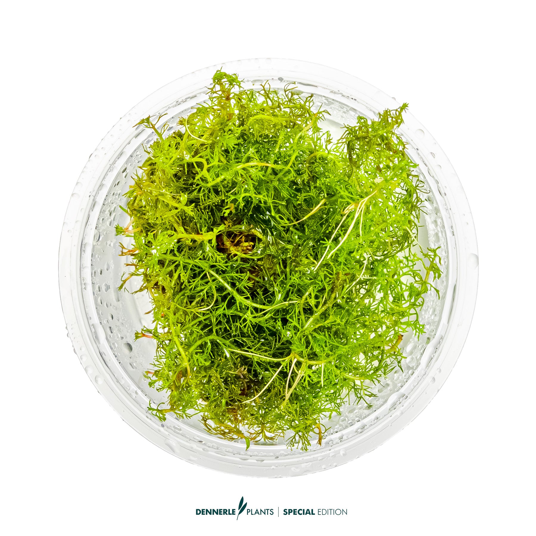 Intense red Myriophyllum tuberculatum used in Dutch aquascape as CO₂ highlight plant