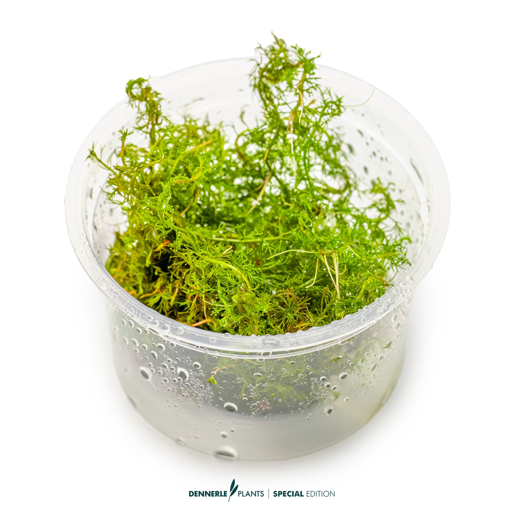 Intense red Myriophyllum tuberculatum used in Dutch aquascape as CO₂ highlight plant