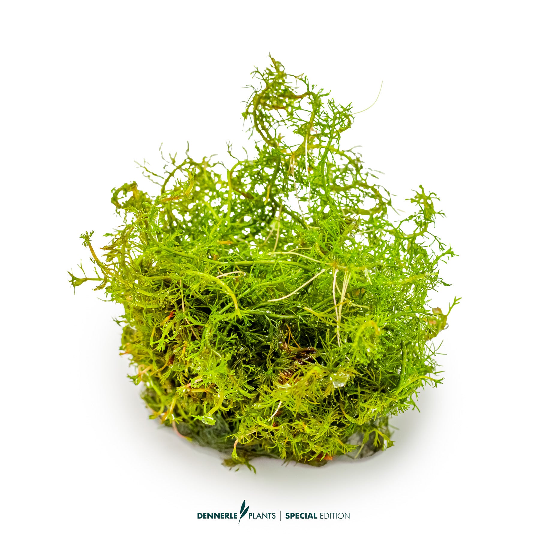 Intense red Myriophyllum tuberculatum used in Dutch aquascape as CO₂ highlight plant