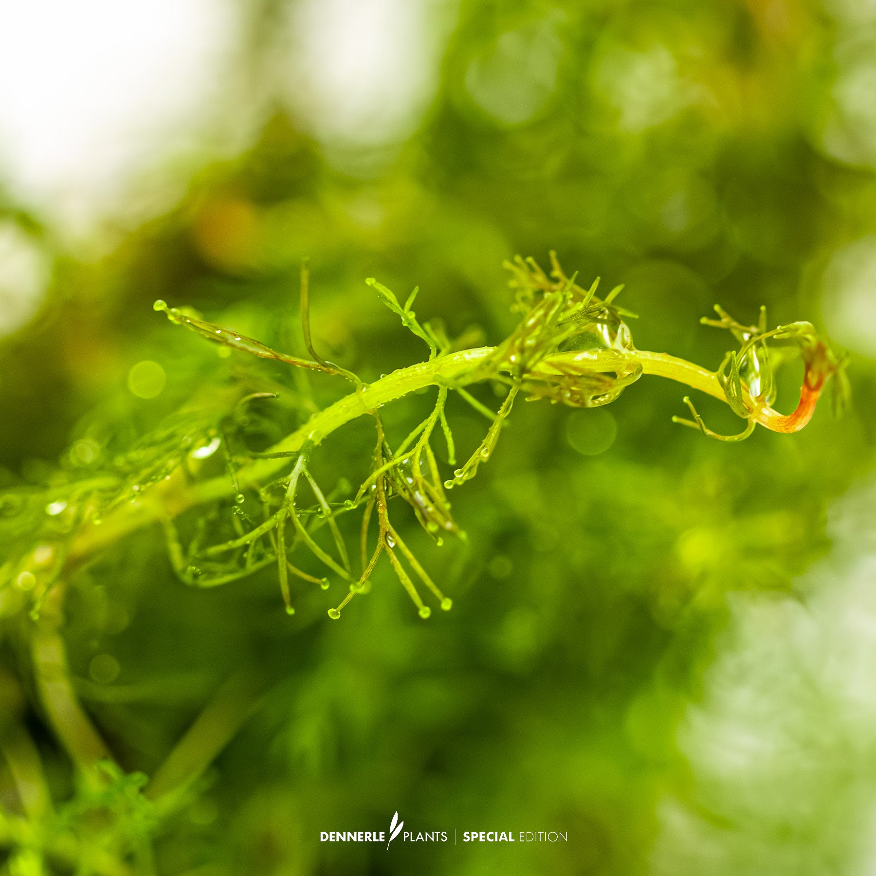 Intense red Myriophyllum tuberculatum used in Dutch aquascape as CO₂ highlight plant