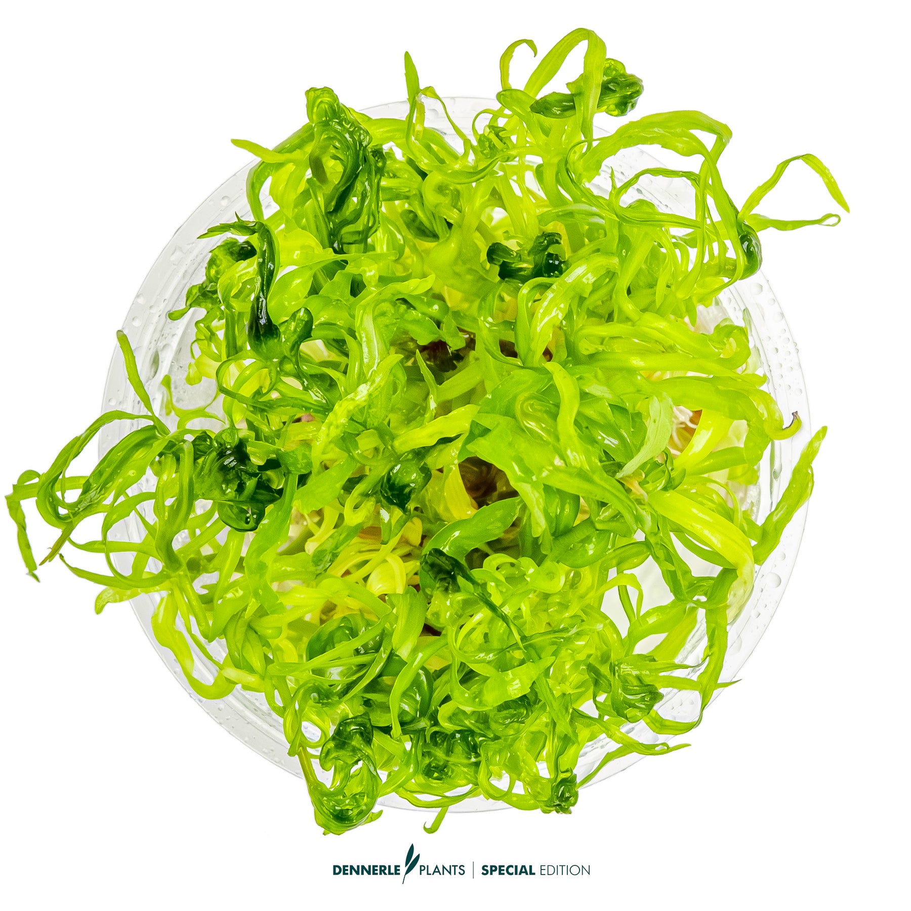 Rare Pogostemon quadrifolius aquarium stem plant with whorled foliag