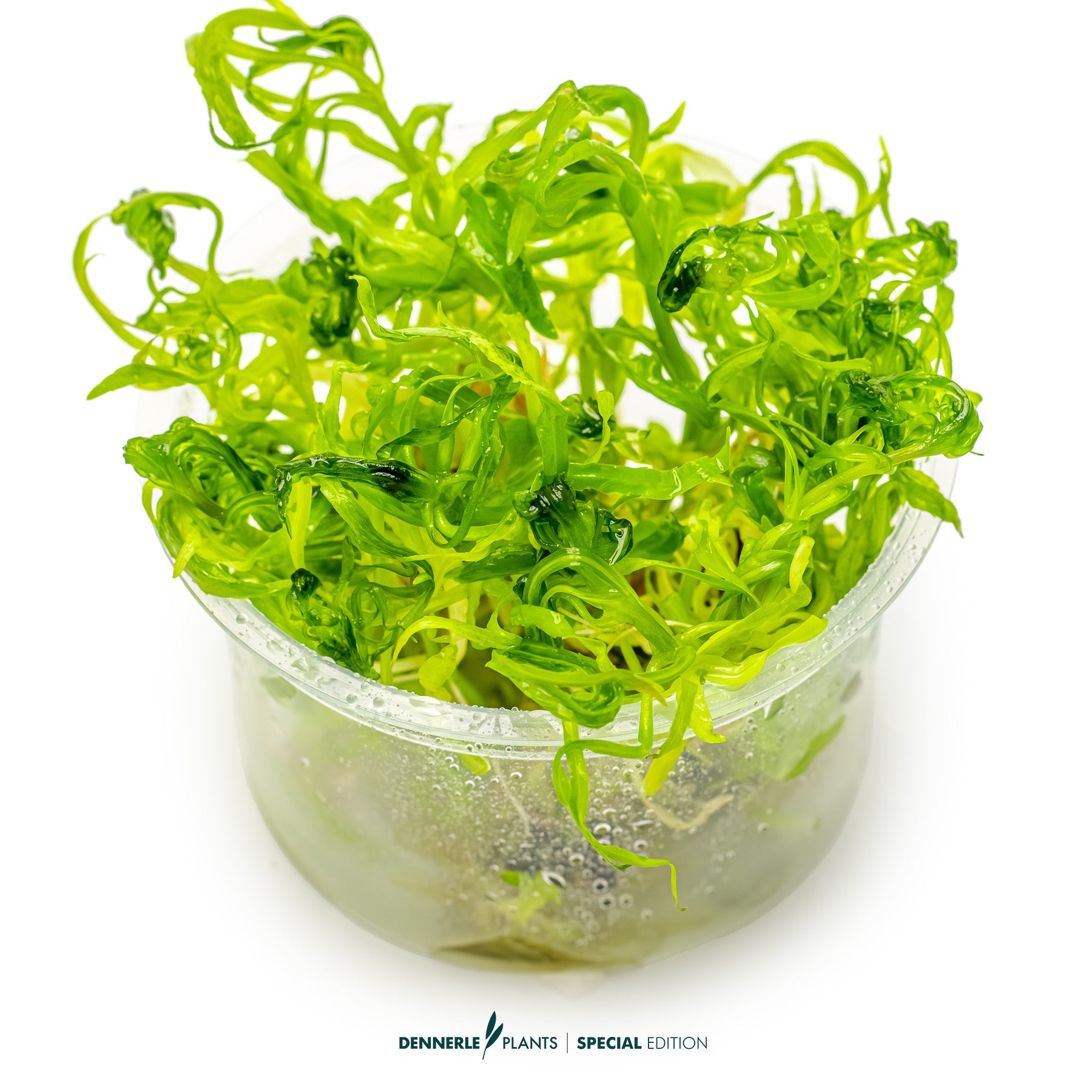 Rare Pogostemon quadrifolius aquarium stem plant with whorled foliag
