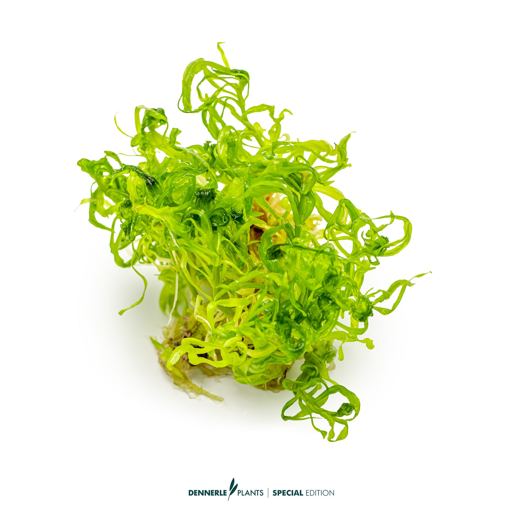 Rare Pogostemon quadrifolius aquarium stem plant with whorled foliag