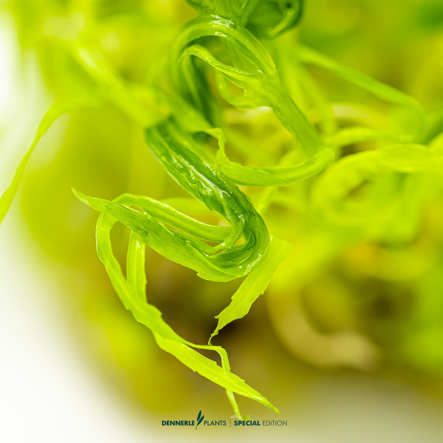 Rare Pogostemon quadrifolius aquarium stem plant with whorled foliag