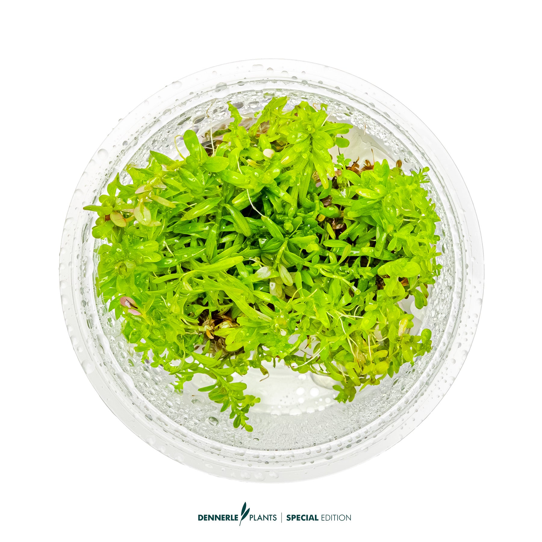 Bright orange-red Rotala Gia Lai aquarium stem plant for midground or background