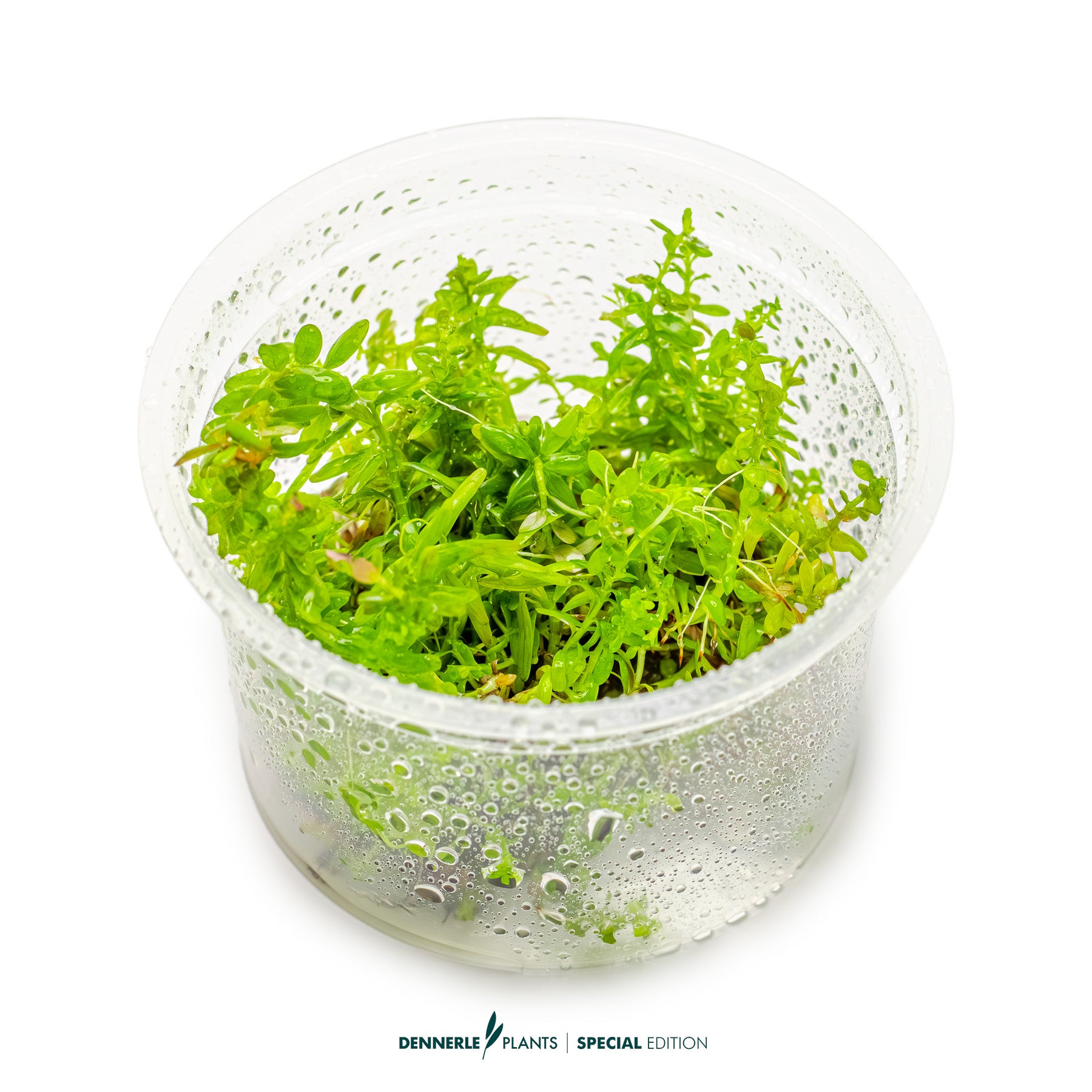 Bright orange-red Rotala Gia Lai aquarium stem plant for midground or background