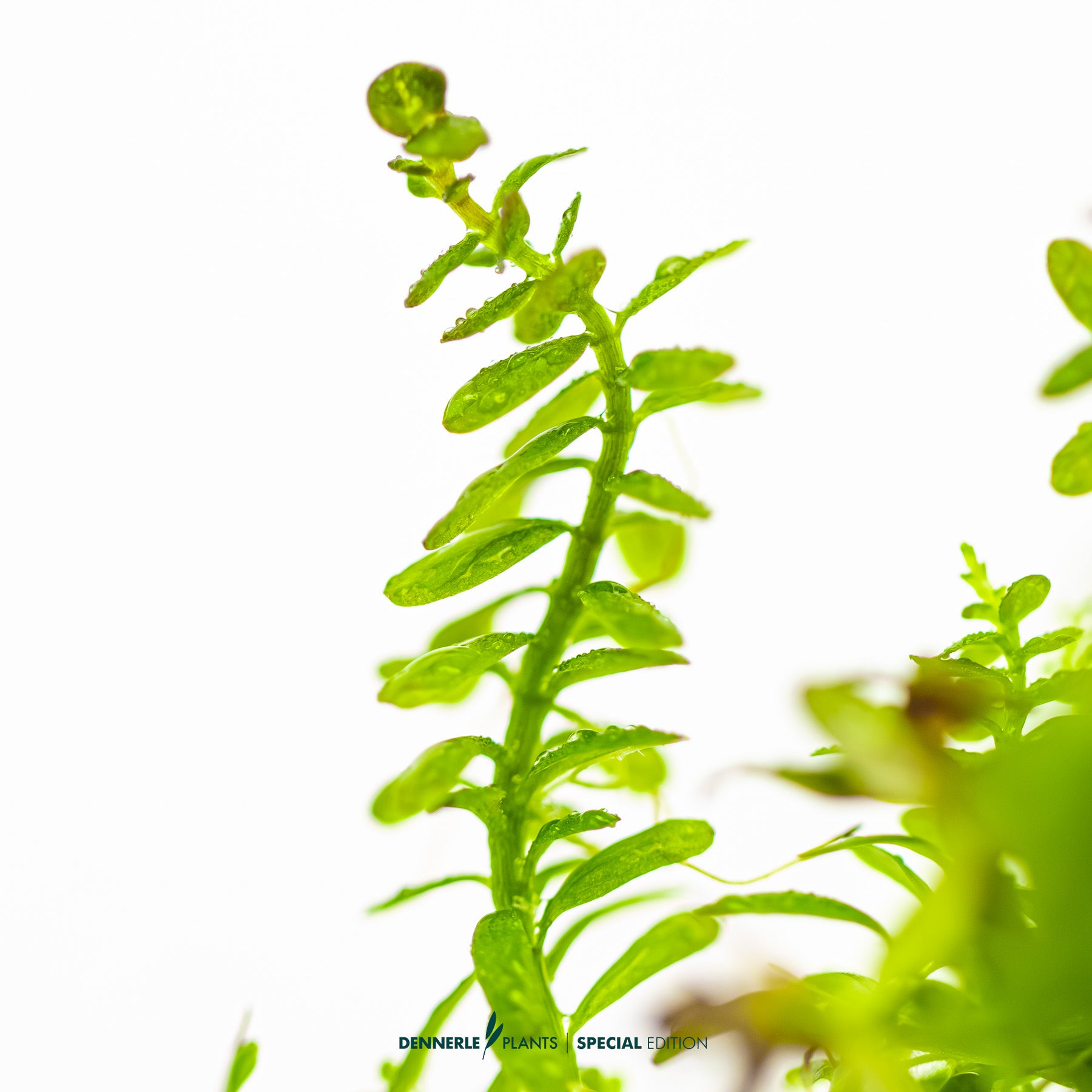 Bright orange-red Rotala Gia Lai aquarium stem plant for midground or background