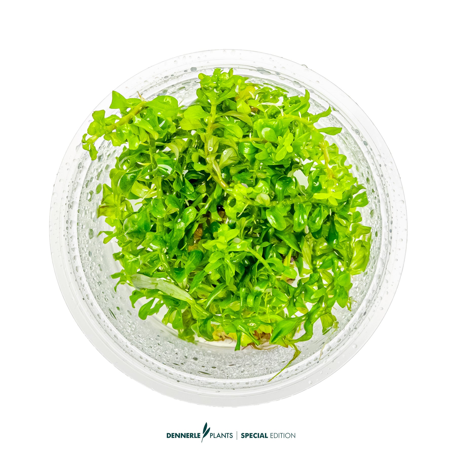 Rotala macrandra Bangladesh with intense red broad leaves as midground aquarium plant