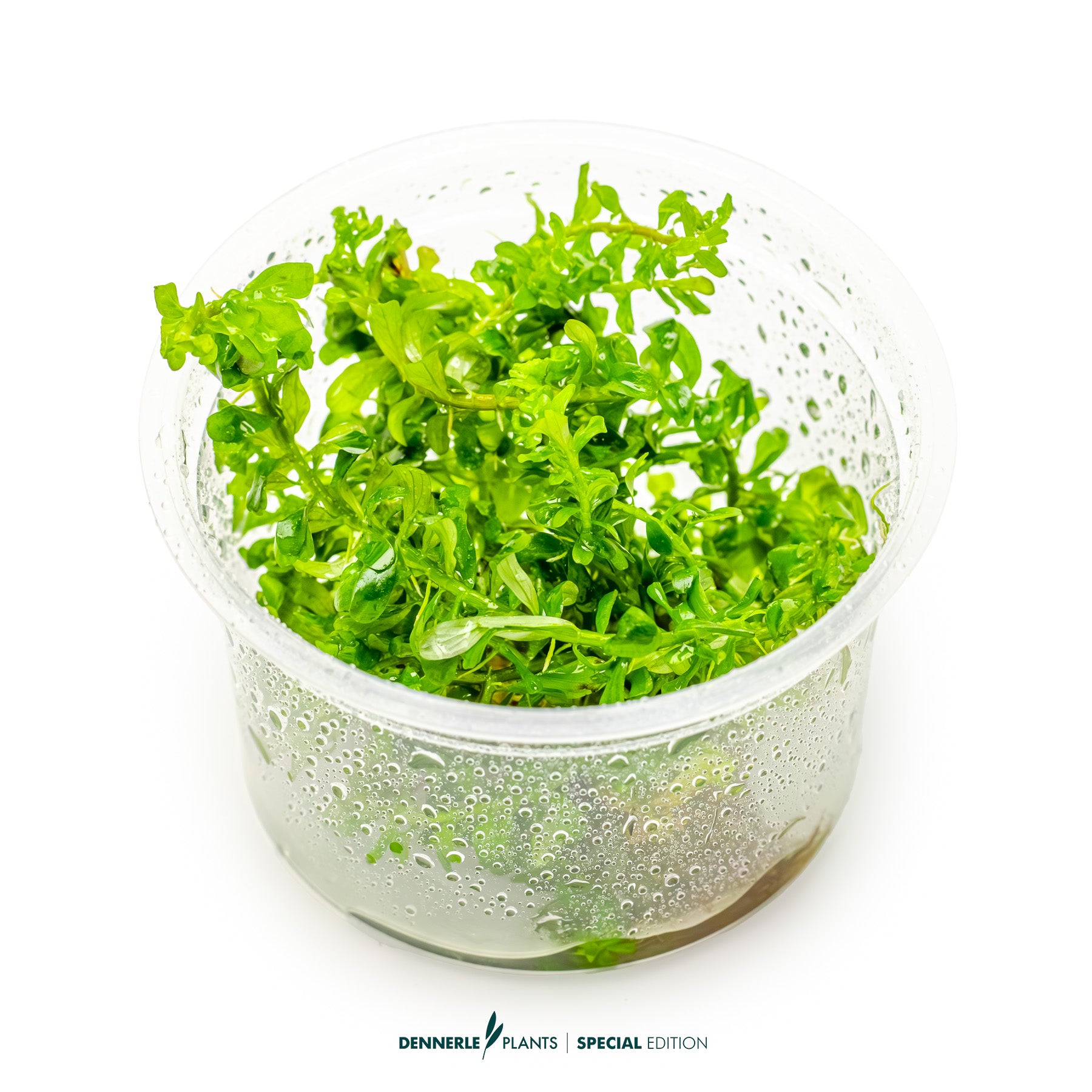 Rotala macrandra Bangladesh with intense red broad leaves as midground aquarium plant