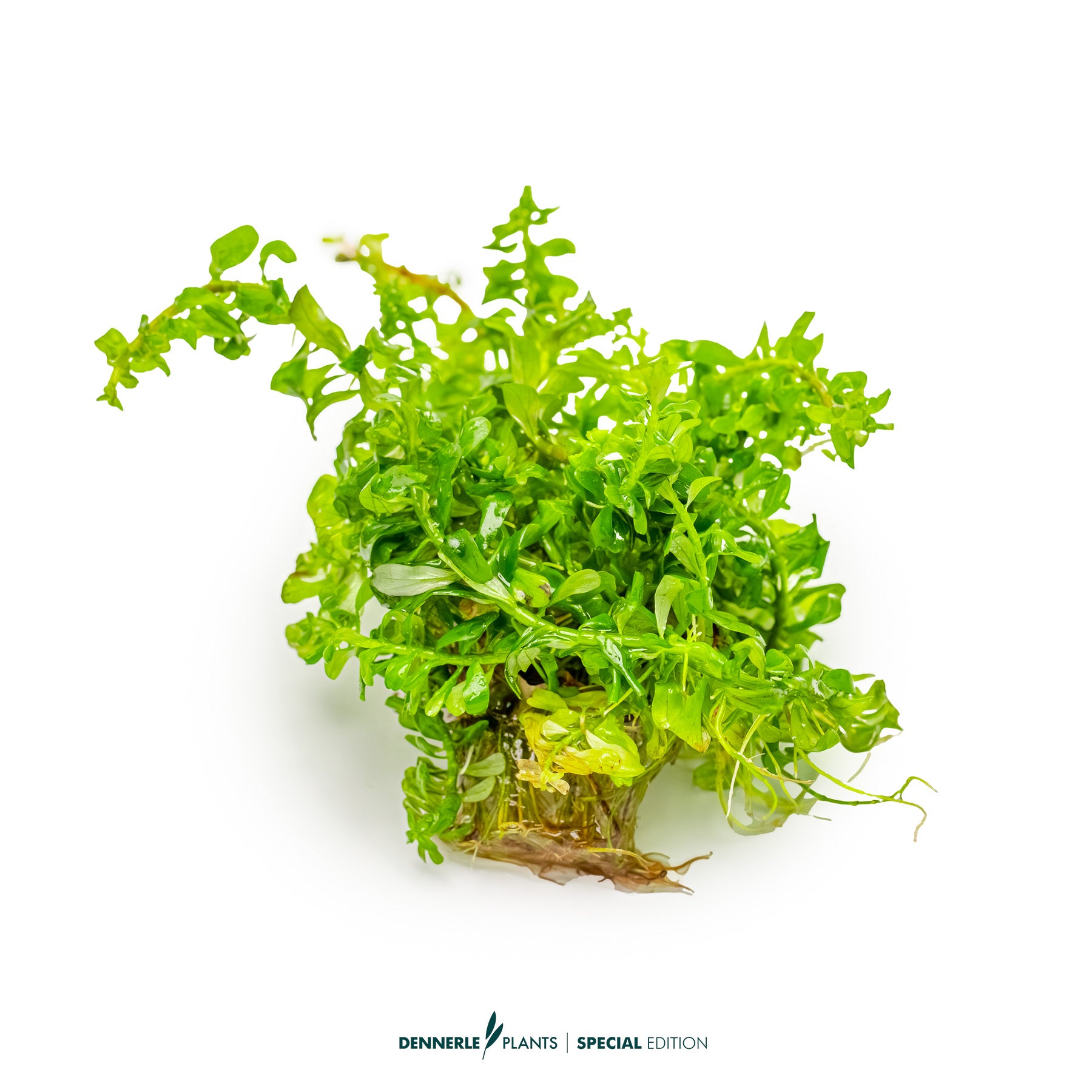 Rotala macrandra Bangladesh with intense red broad leaves as midground aquarium plant