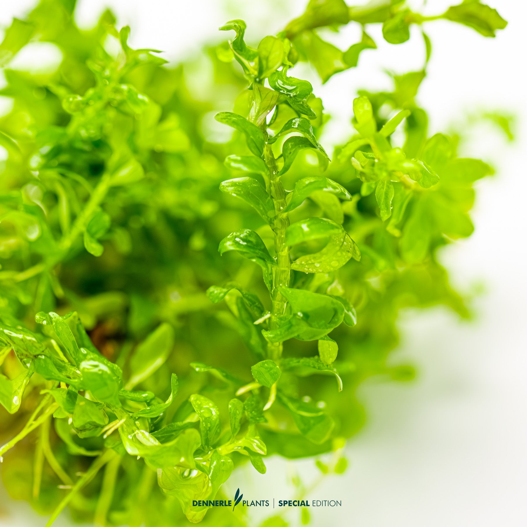 Rotala macrandra Bangladesh with intense red broad leaves as midground aquarium plant