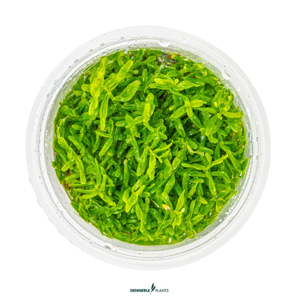 Rotala rotundifolia 'Green' - Fast-Growing Green Stem Plant for Aquascaping