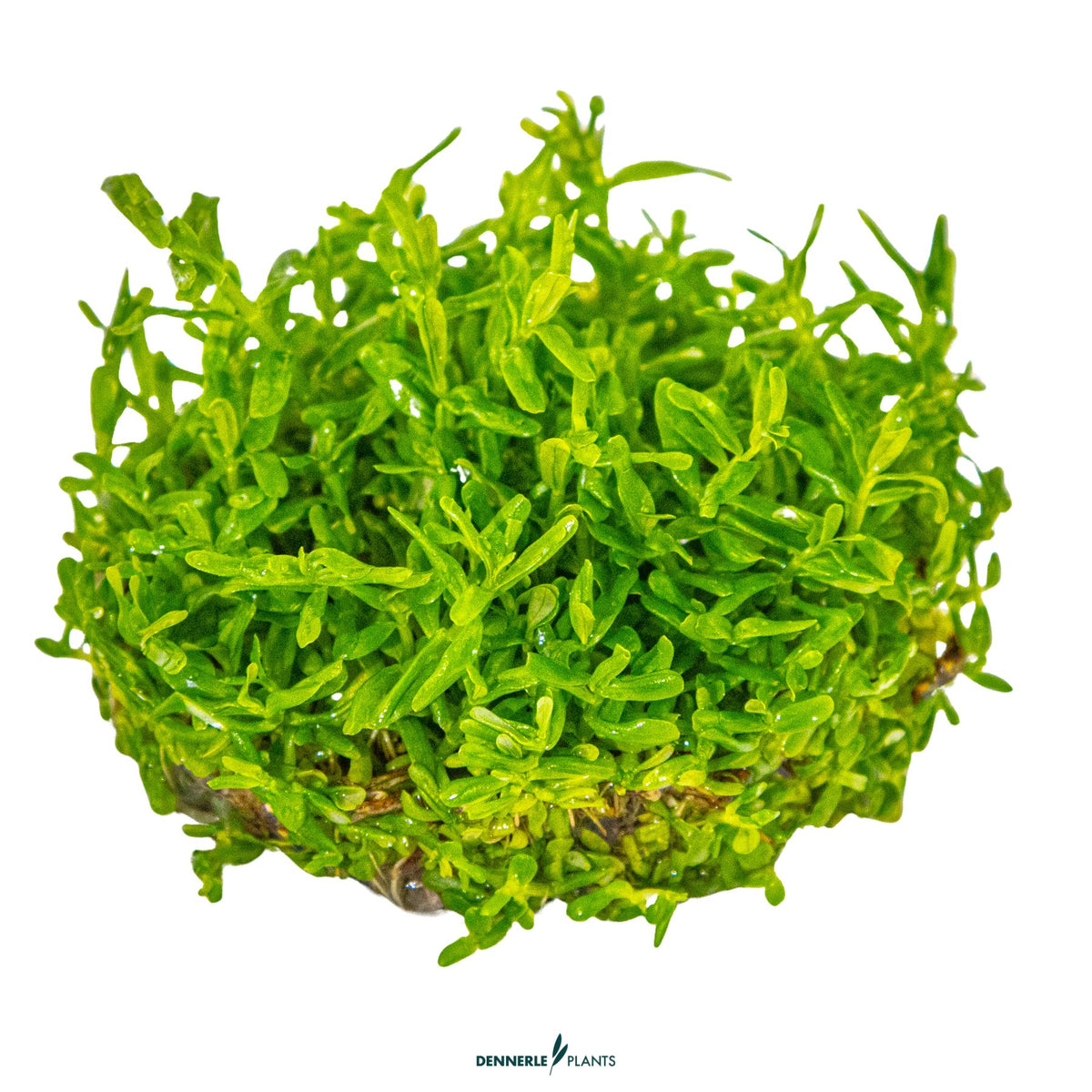 Rotala rotundifolia 'Green' - Fast-Growing Green Stem Plant for Aquascaping
