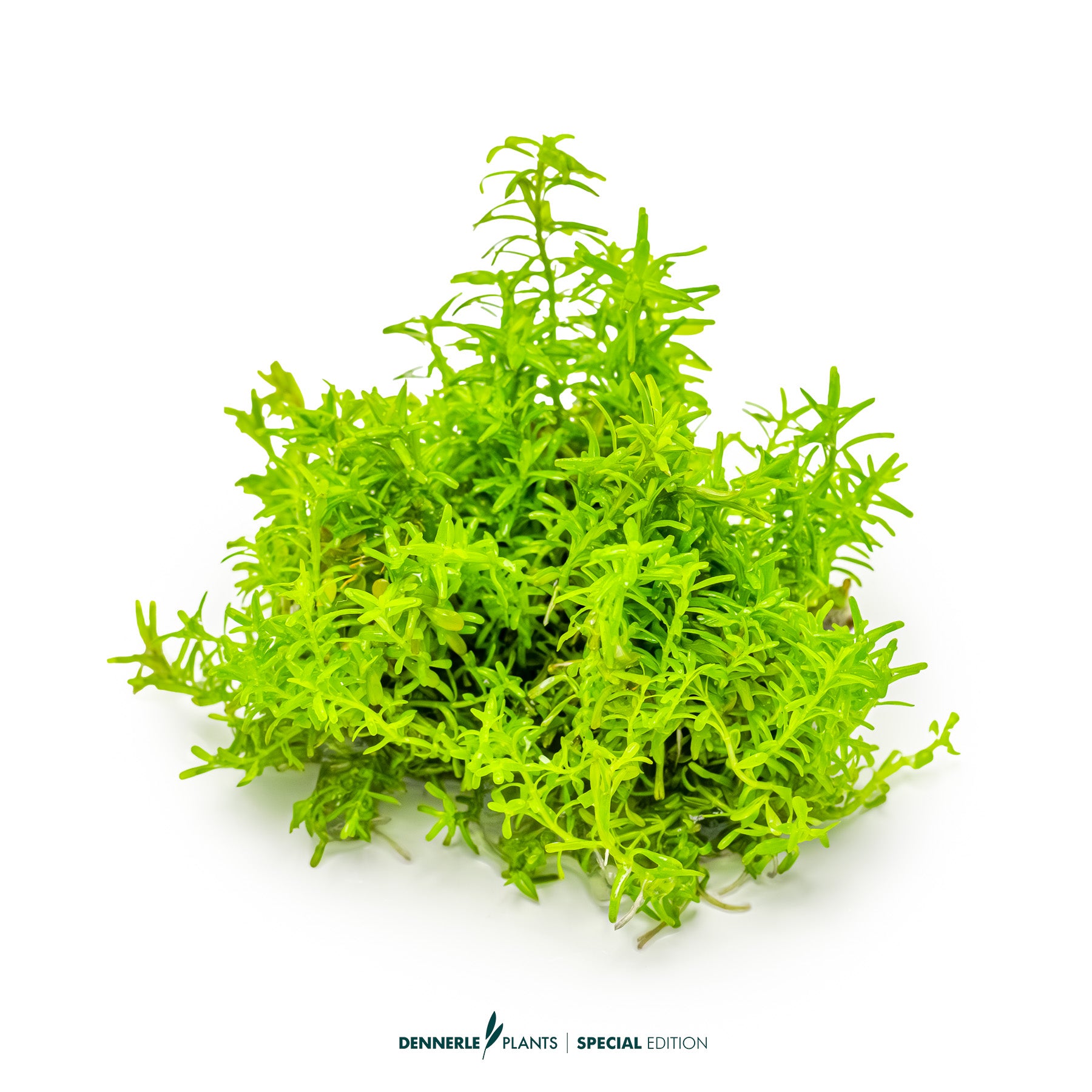 Rotala rotundifolia Periya with slender pink-red leaves as midground aquarium plant