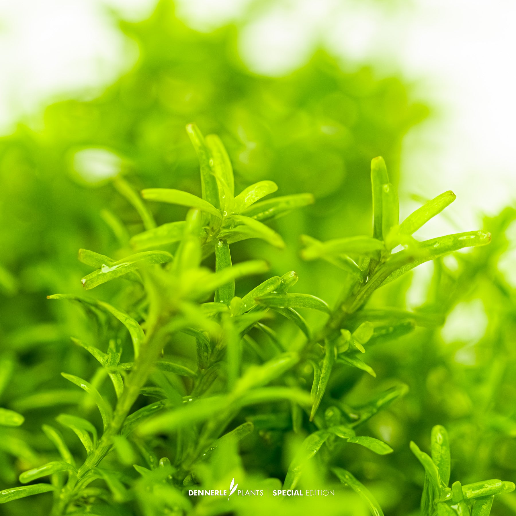 Rotala rotundifolia Periya with slender pink-red leaves as midground aquarium plant