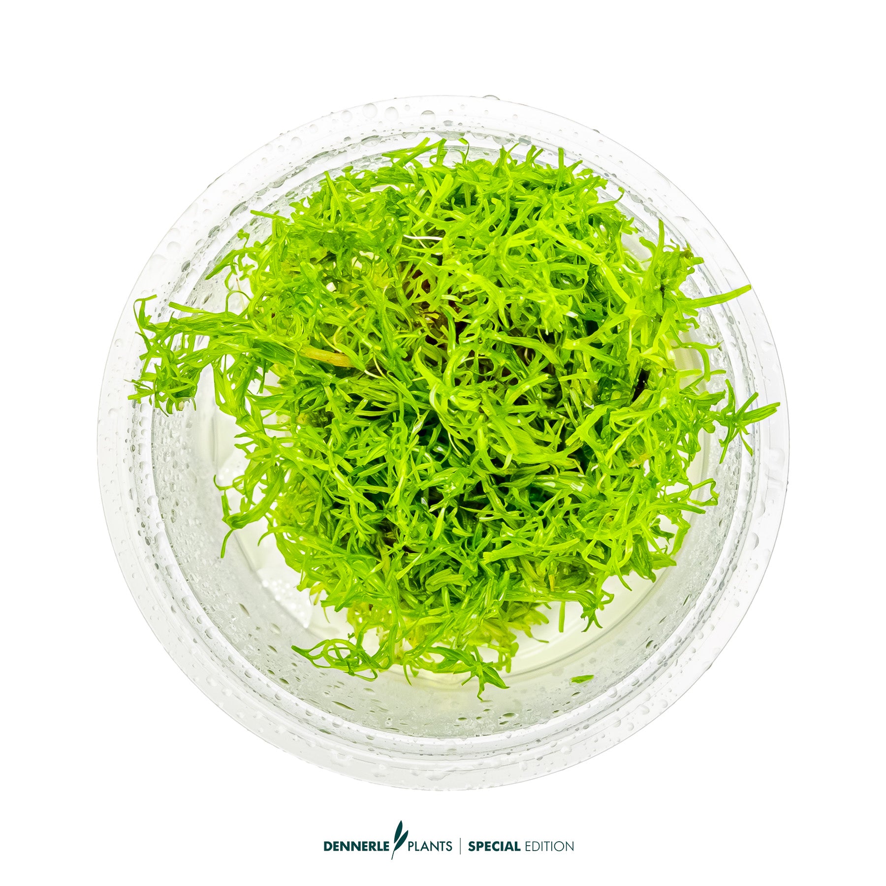Rotala sp. Nanjenshan with fine light green needle-like leaves as background aquarium plant