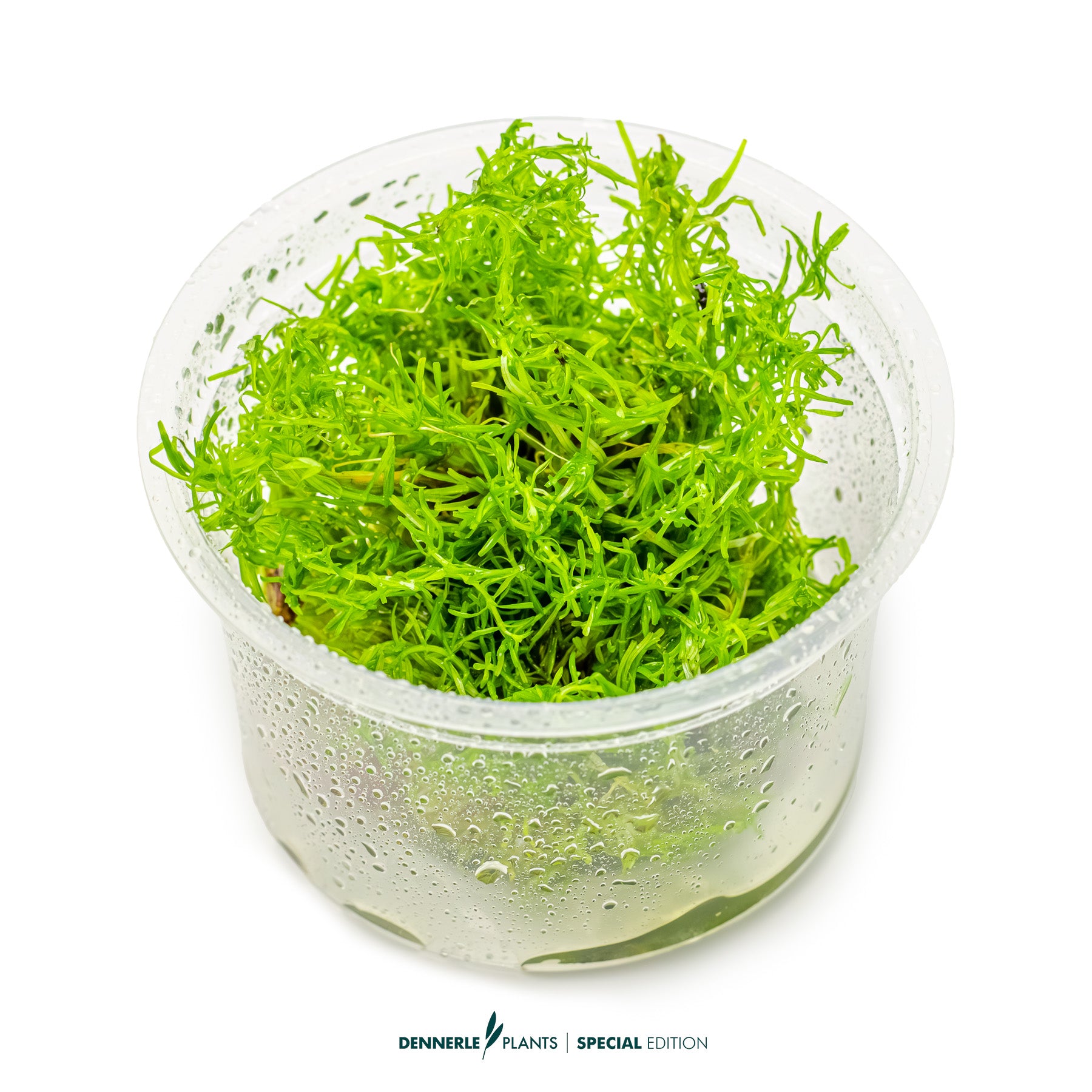 Rotala sp. Nanjenshan with fine light green needle-like leaves as background aquarium plant