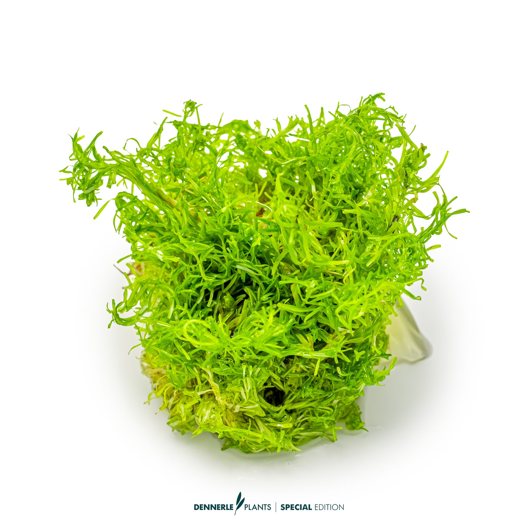 Rotala sp. Nanjenshan with fine light green needle-like leaves as background aquarium plant
