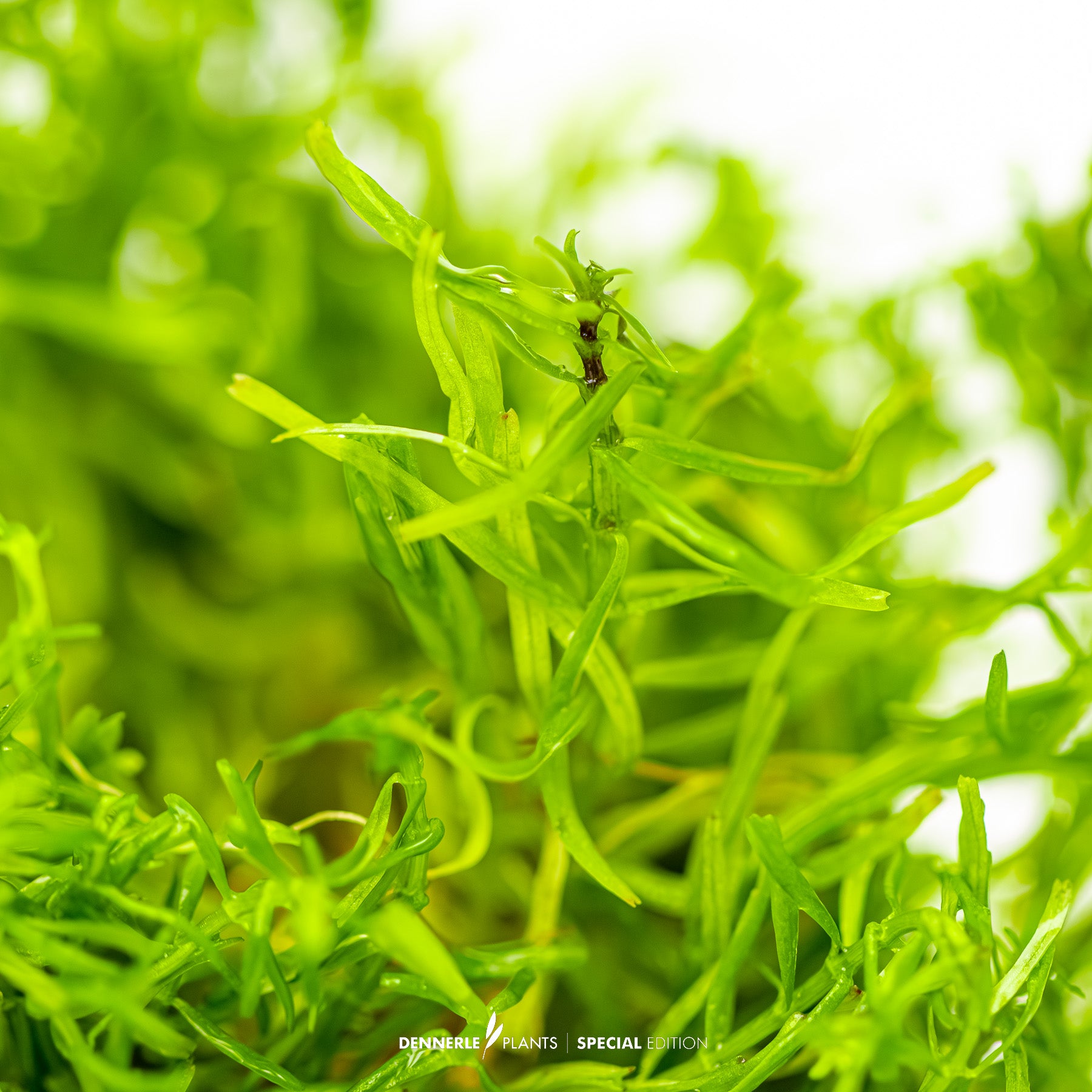 Rotala sp. Nanjenshan with fine light green needle-like leaves as background aquarium plant