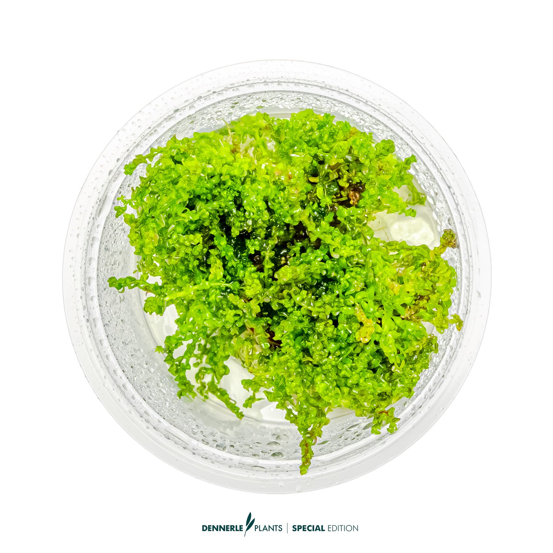 Rotala Pearl with compact pink-red rounded leaves as midground aquarium plant