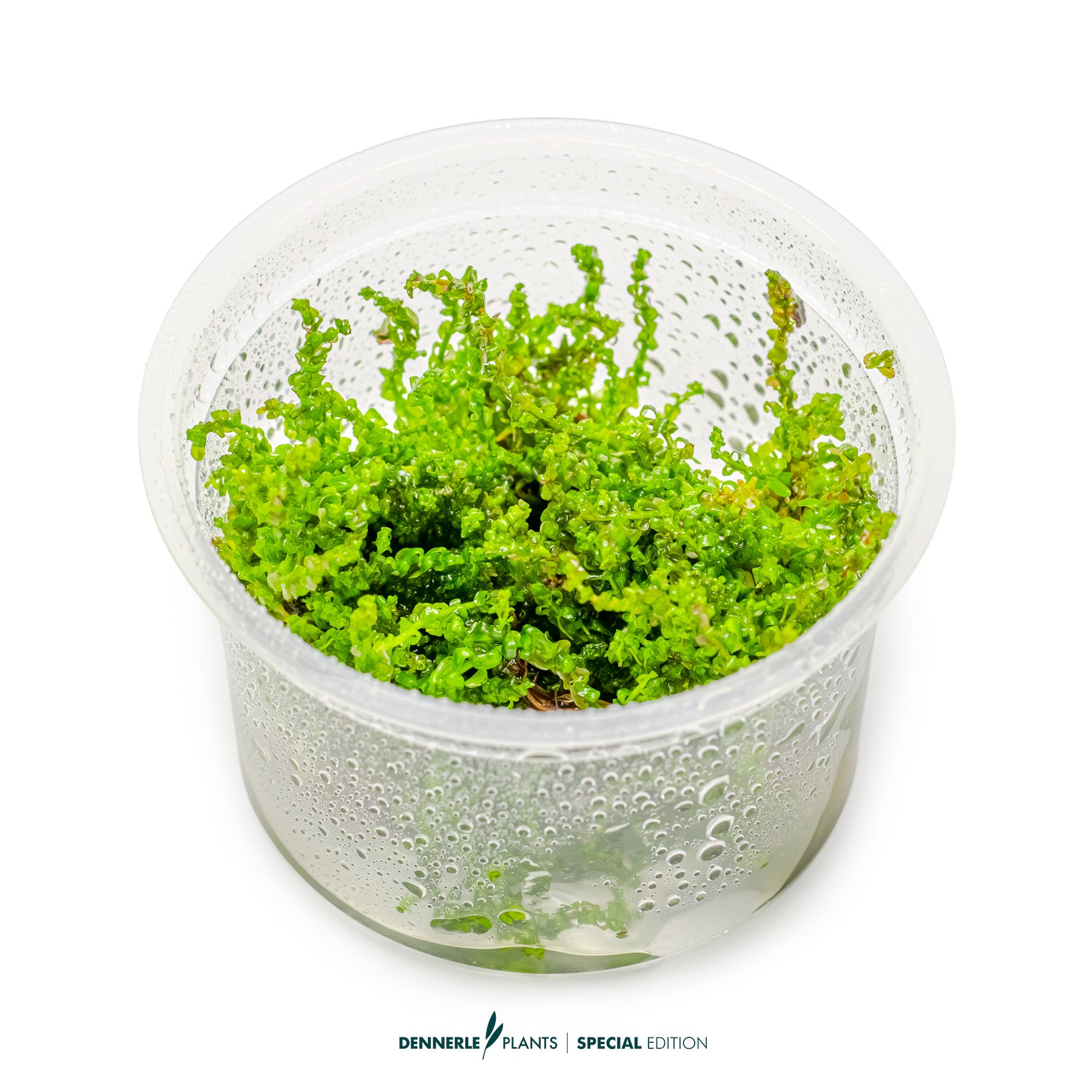 Rotala Pearl with compact pink-red rounded leaves as midground aquarium plant