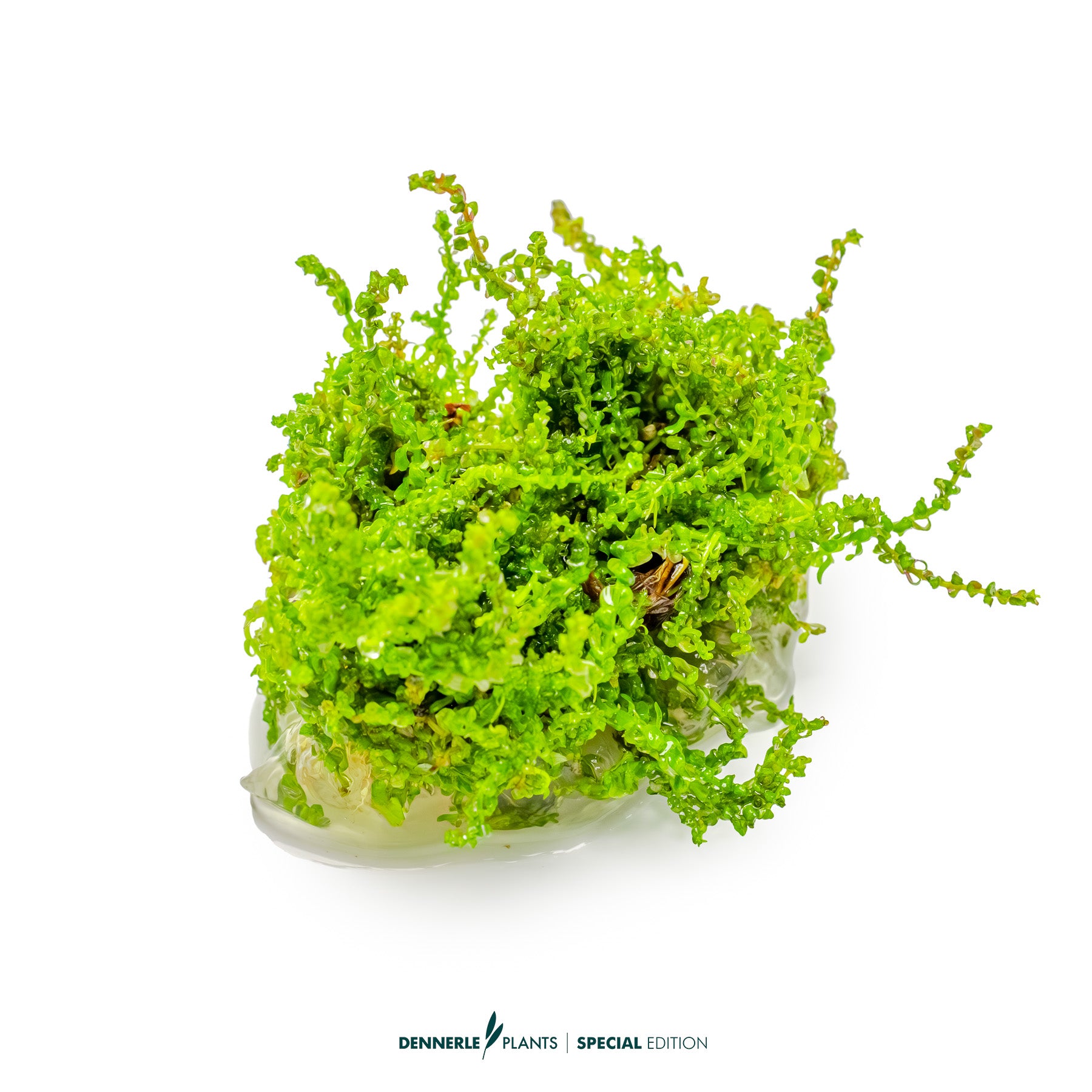 Rotala Pearl with compact pink-red rounded leaves as midground aquarium plant