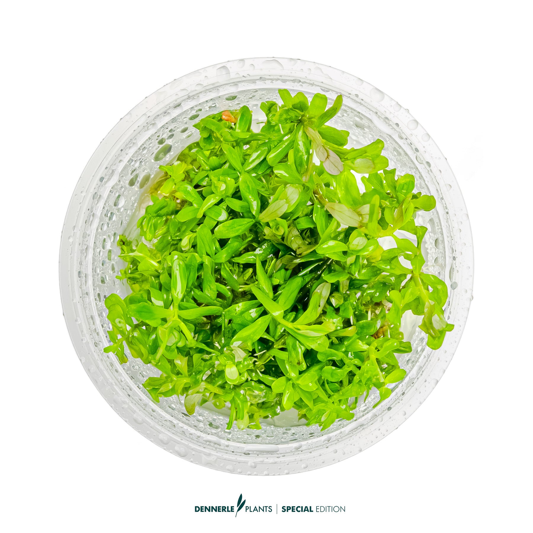 Bright orange-red Rotala Shimoga aquarium stem plant for CO₂ aquascapes