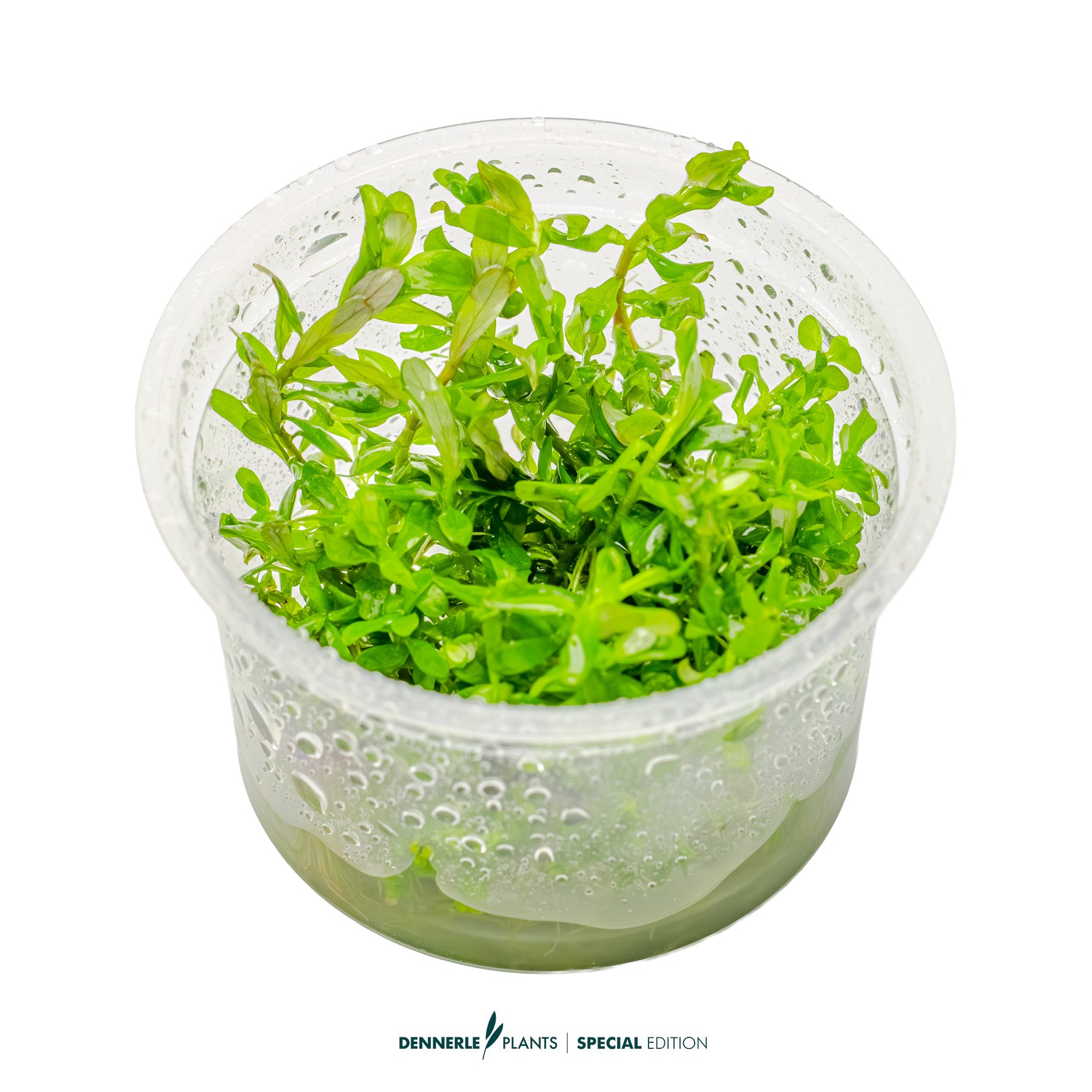 Bright orange-red Rotala Shimoga aquarium stem plant for CO₂ aquascapes