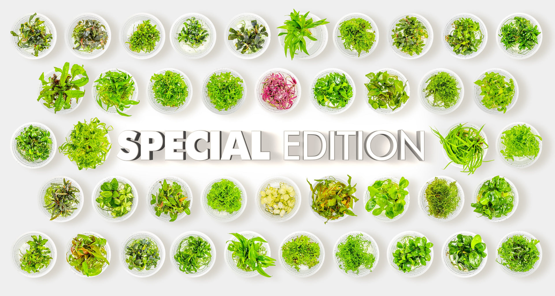 Special edition plants, unique plants