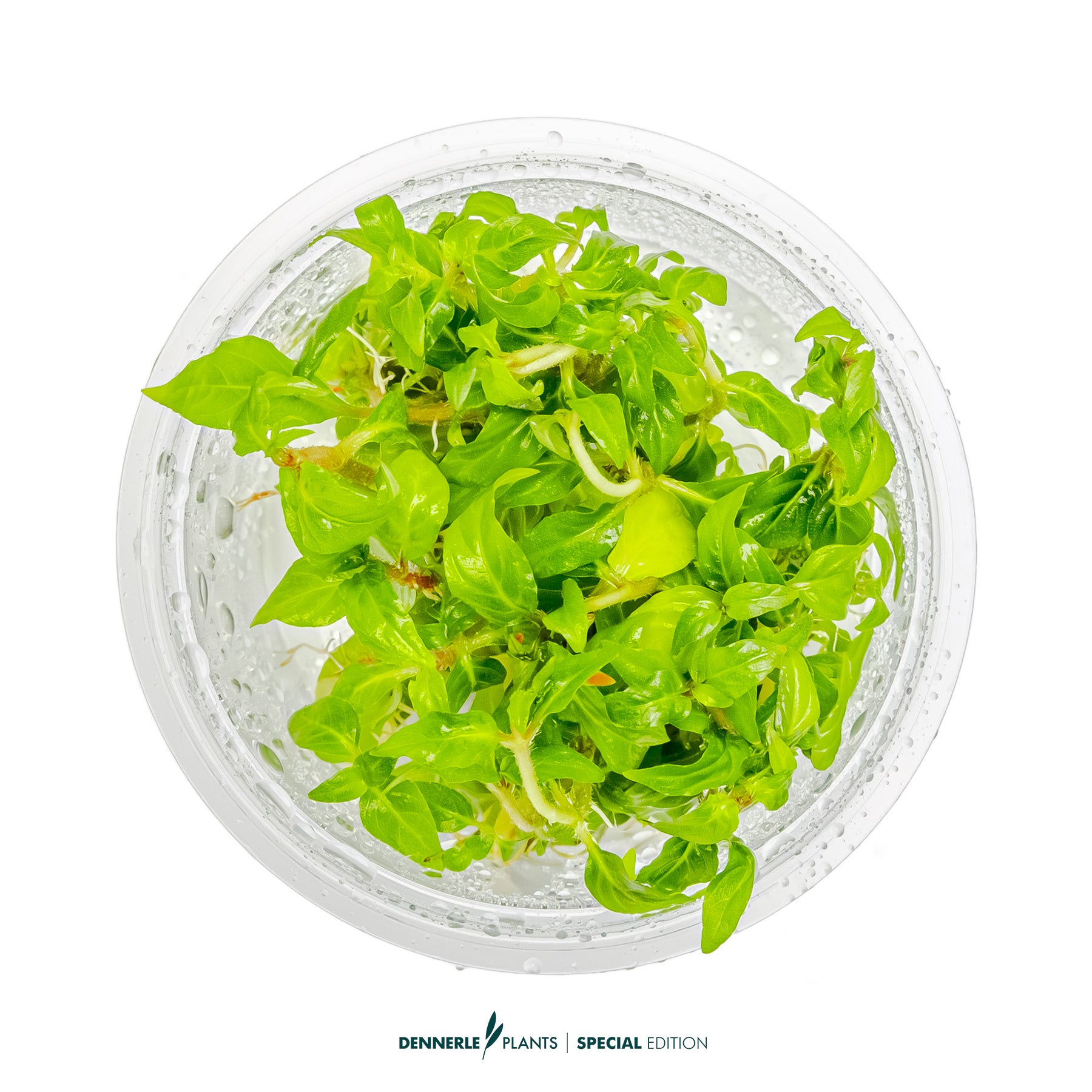 Compact Staurogyne Porto Velho aquarium plant with purple stems in CO₂ aquascape