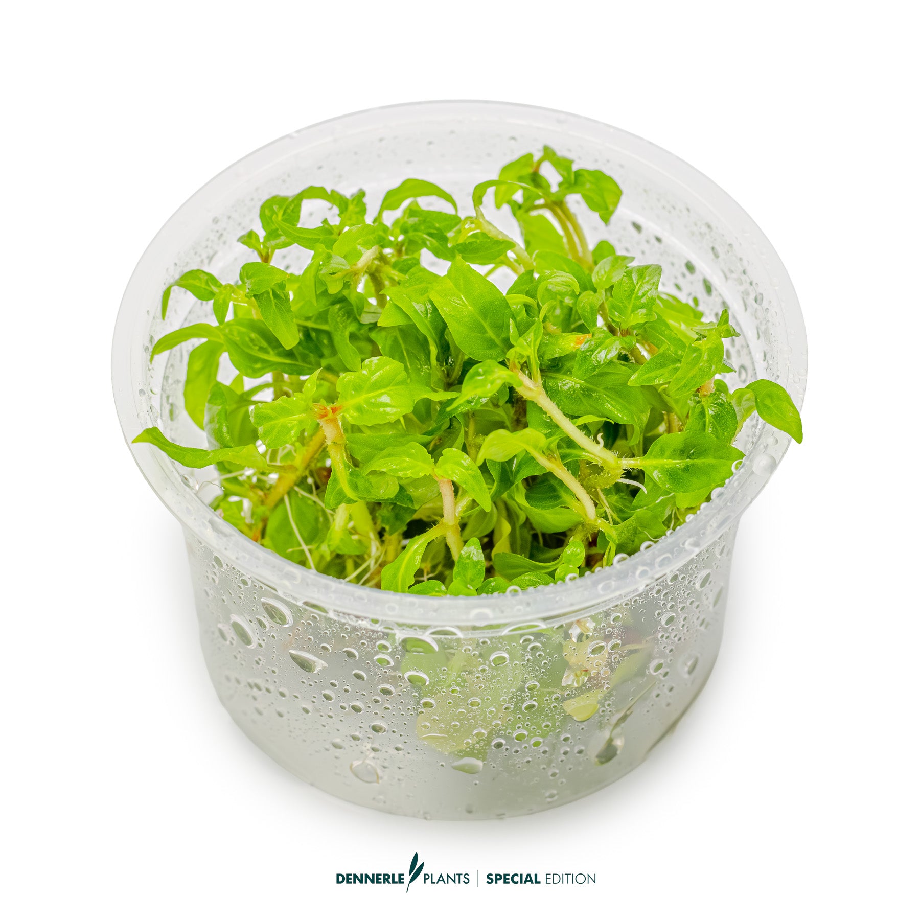 Compact Staurogyne Porto Velho aquarium plant with purple stems in CO₂ aquascape
