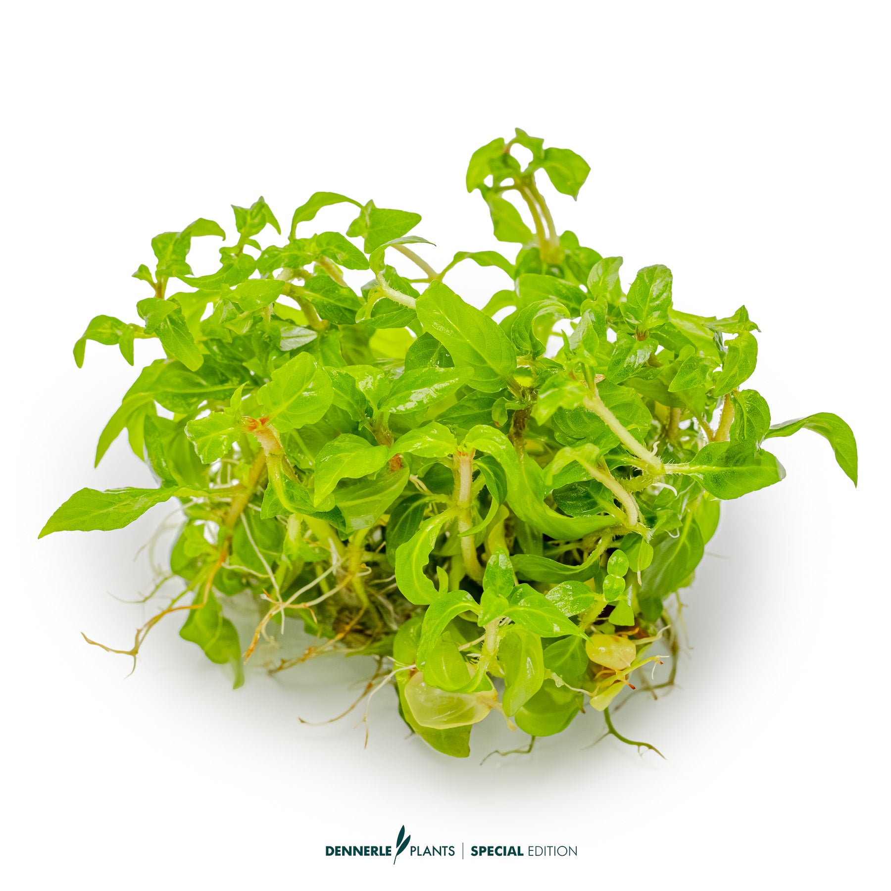Compact Staurogyne Porto Velho aquarium plant with purple stems in CO₂ aquascape