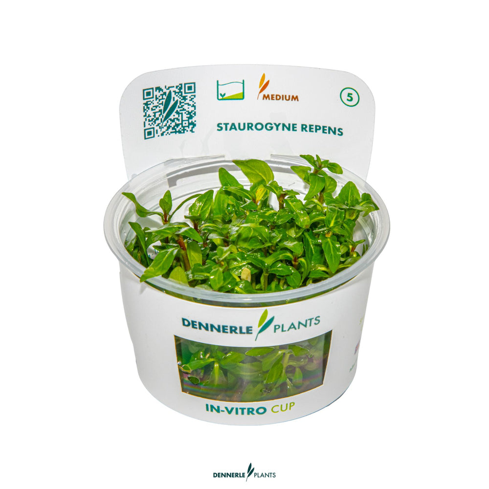 Staurogyne repens | Compact Foreground Aquarium Plant | Easy Low ...
