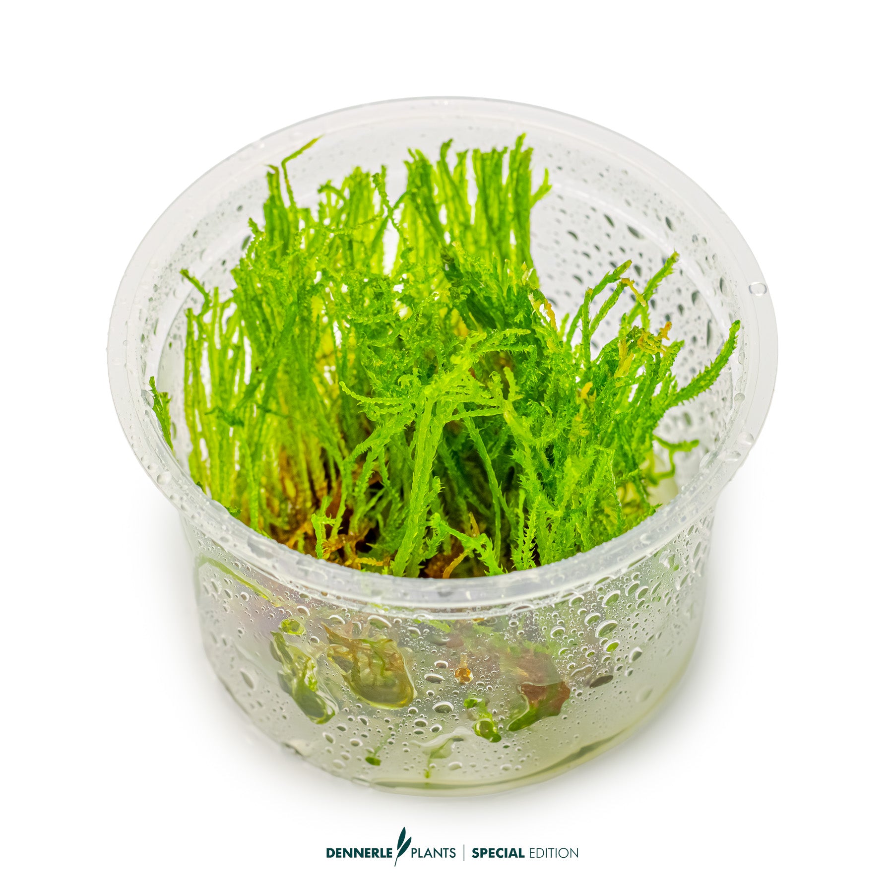 Taxiphyllum sp. 'Creeping Moss'