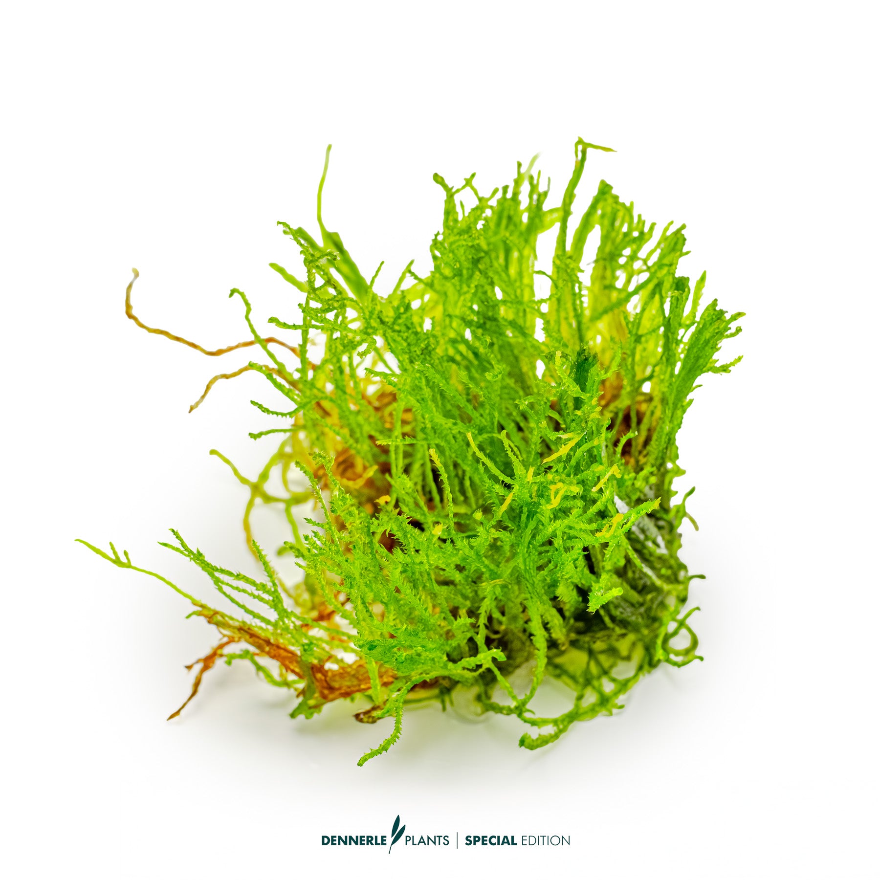 Taxiphyllum sp. 'Creeping Moss'