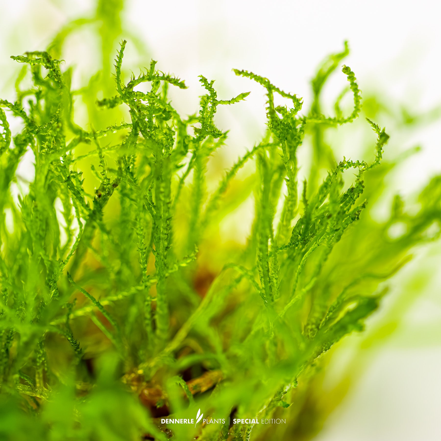 Taxiphyllum sp. 'Creeping Moss'