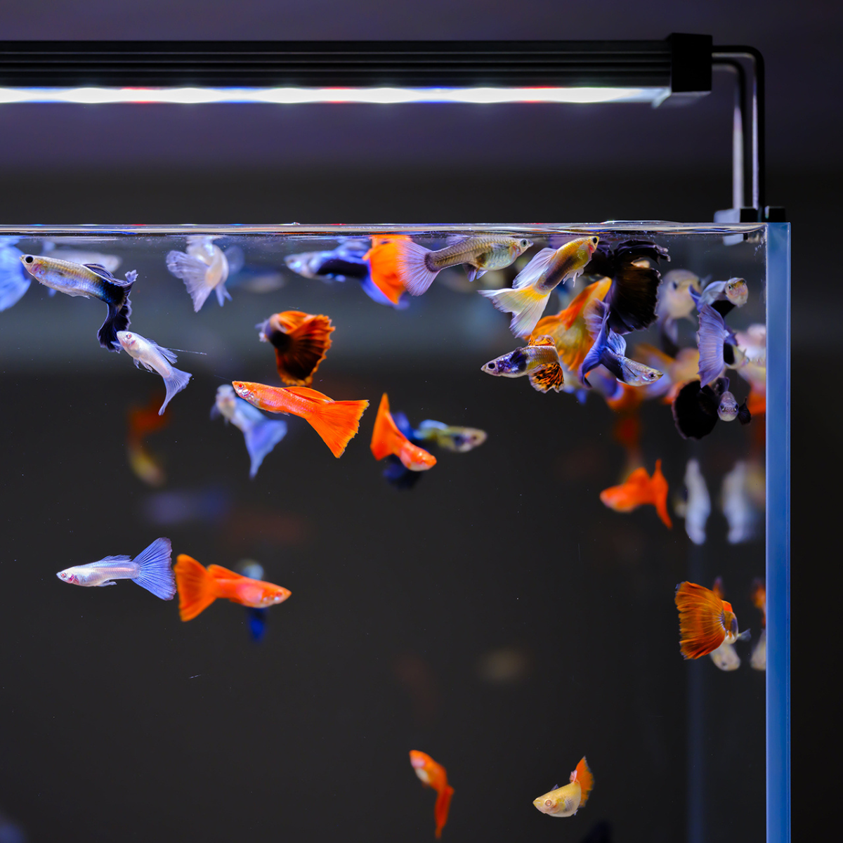 Twinstar B‑Line II illuminating fish tank with soft, natural light